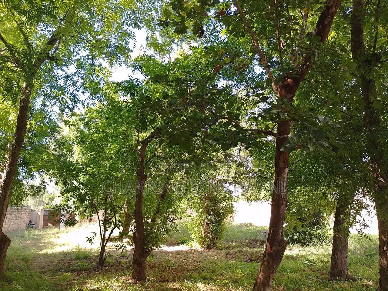 1⁄2 Acre Plot | 4th Row Diani | Private Well | Walk to Beach Airport in Diani