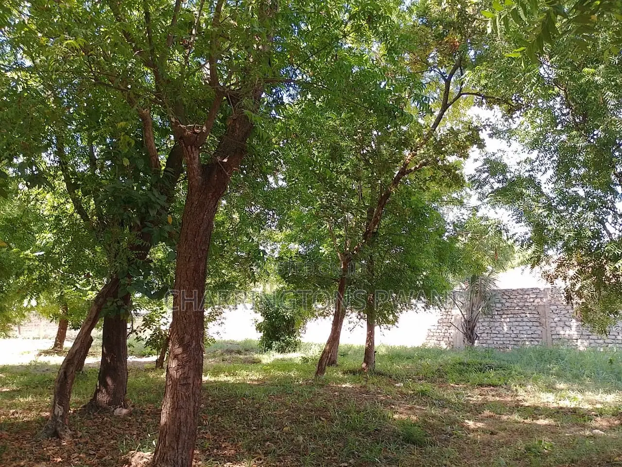 1⁄2 Acre Plot | 4th Row Diani | Private Well | Walk to Beach Airport in Diani