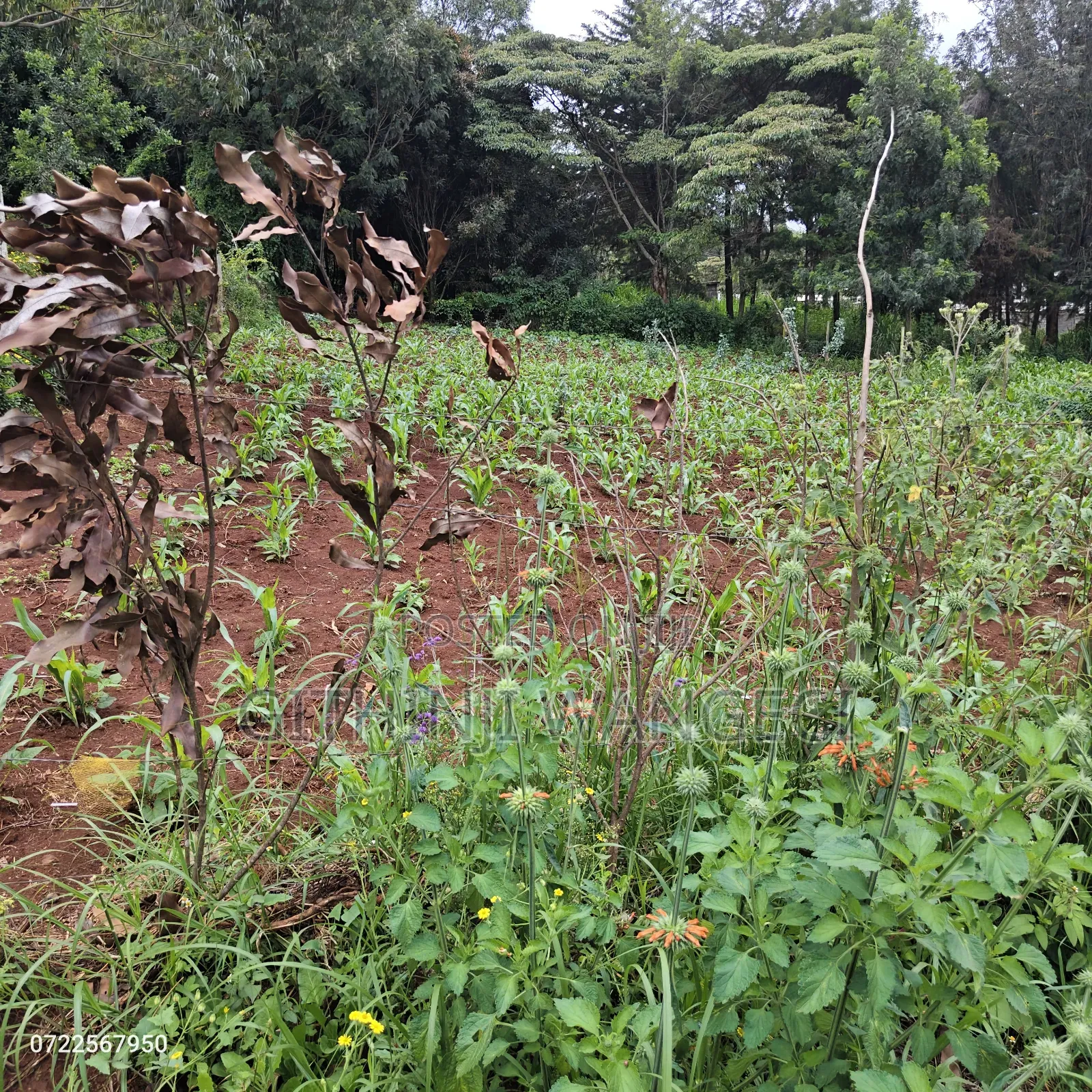 Plot for Sale in Ngong Kibiko in Kiserian