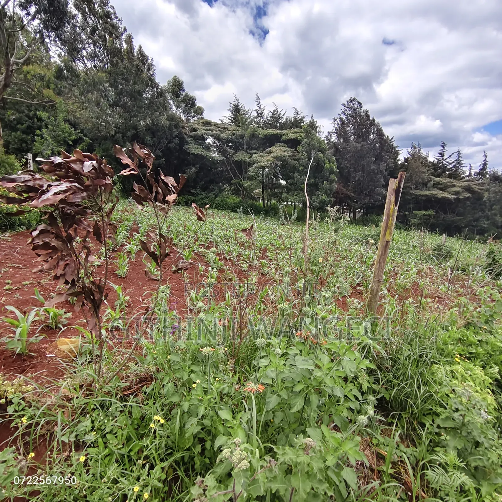 Plot for Sale in Ngong Kibiko in Kiserian