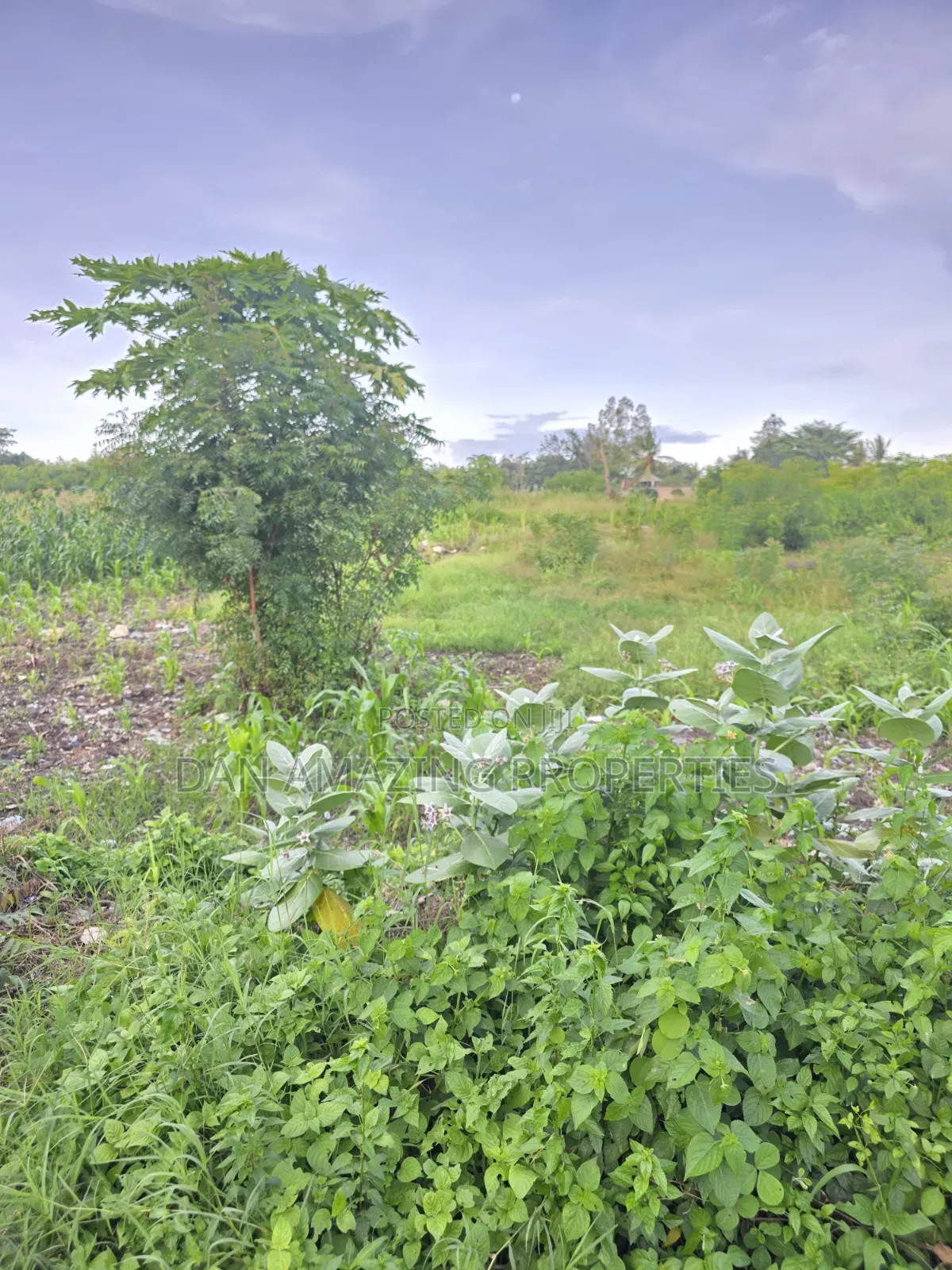 1/4 Acre Plots in Diani Jasmine Area for Sale in Diani