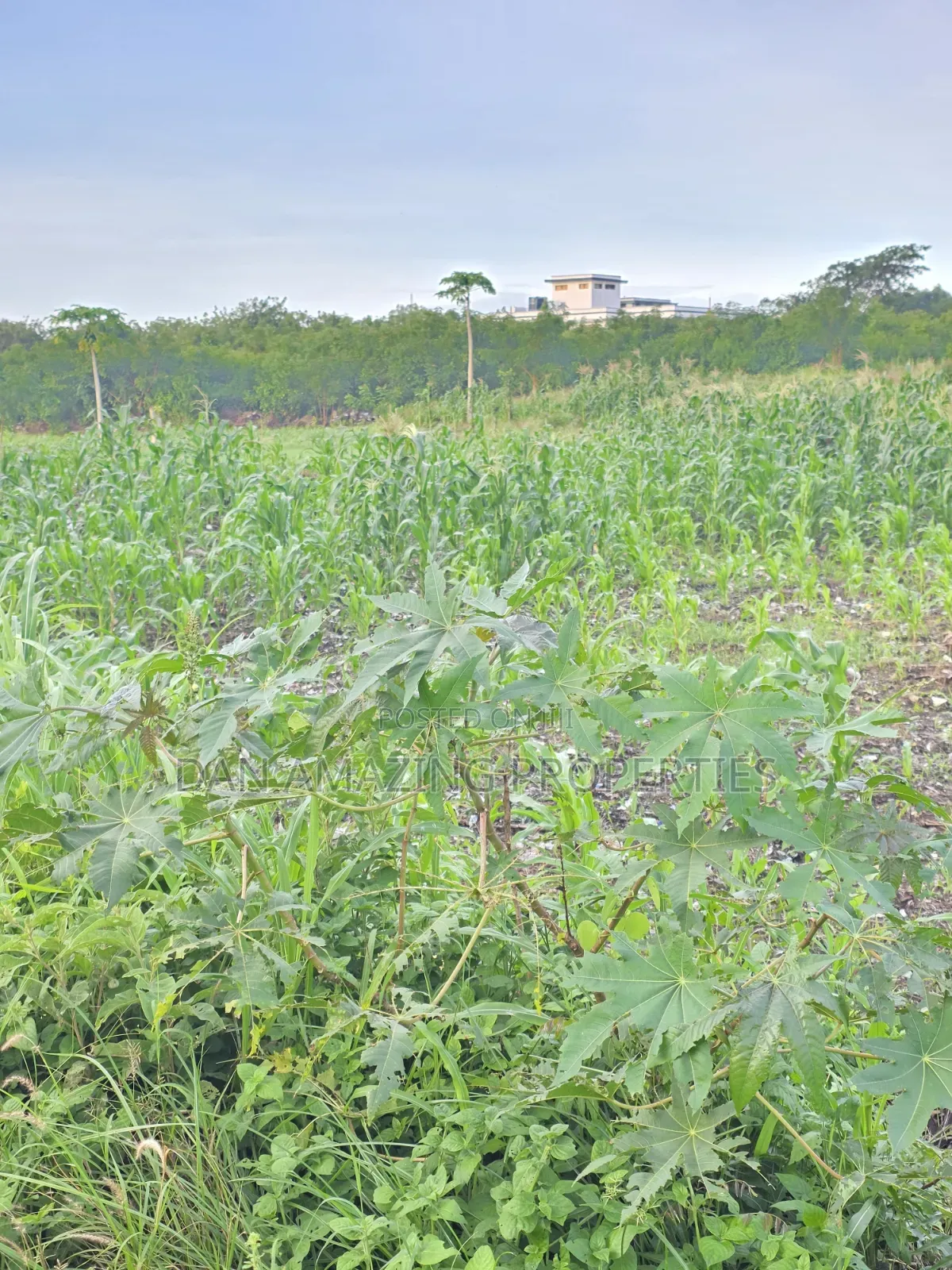 1/4 Acre Plots in Diani Jasmine Area for Sale in Diani