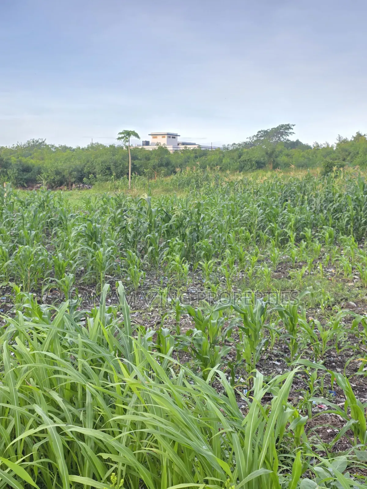 1/4 Acre Plots in Diani Jasmine Area for Sale in Diani