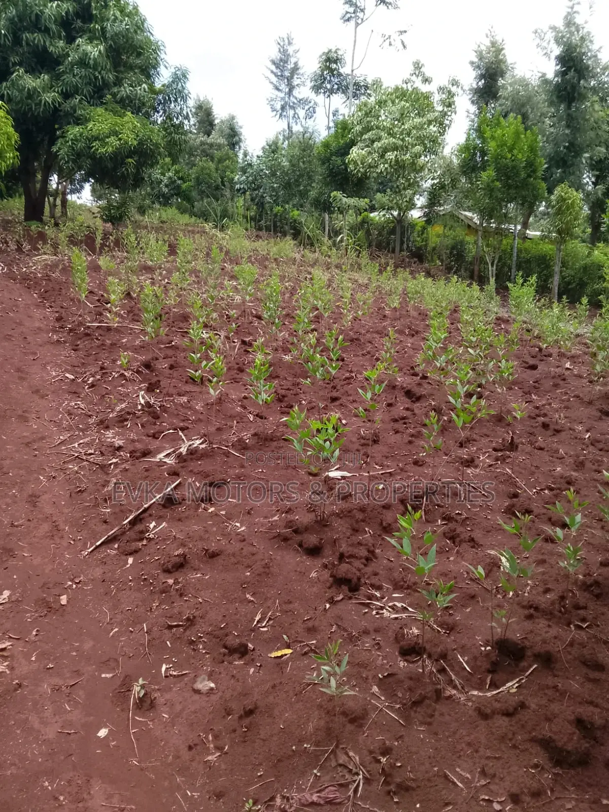 41⁄2acres Maragwa Summary in Kamahuha