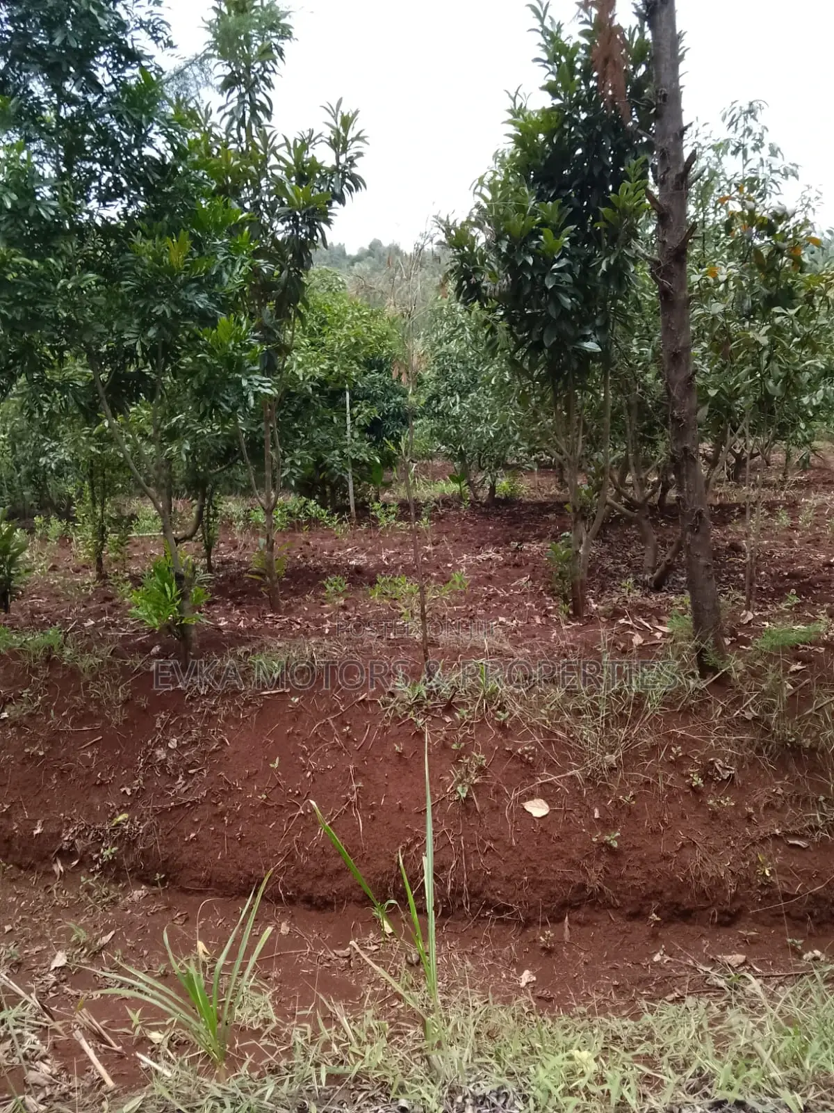 41⁄2acres Maragwa Summary in Kamahuha