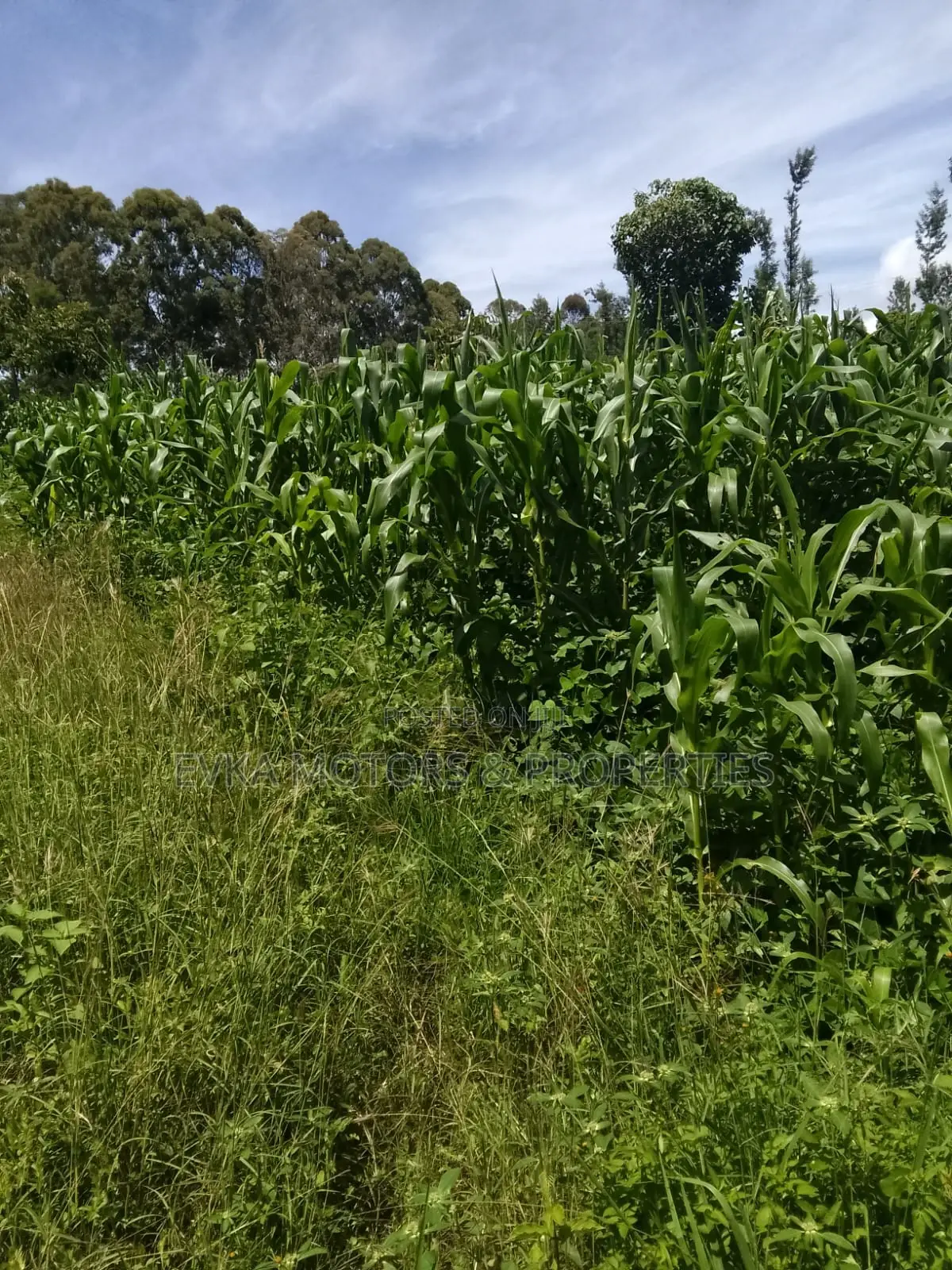1acre Kamahuha 2km From Tarmac in Makuyu