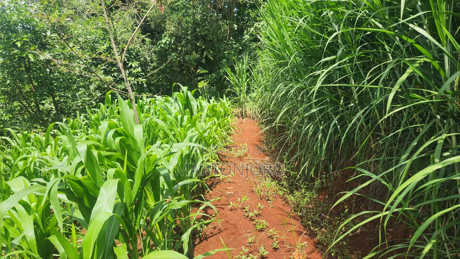 1acre Kigajo Gatundu South in Kiganjo