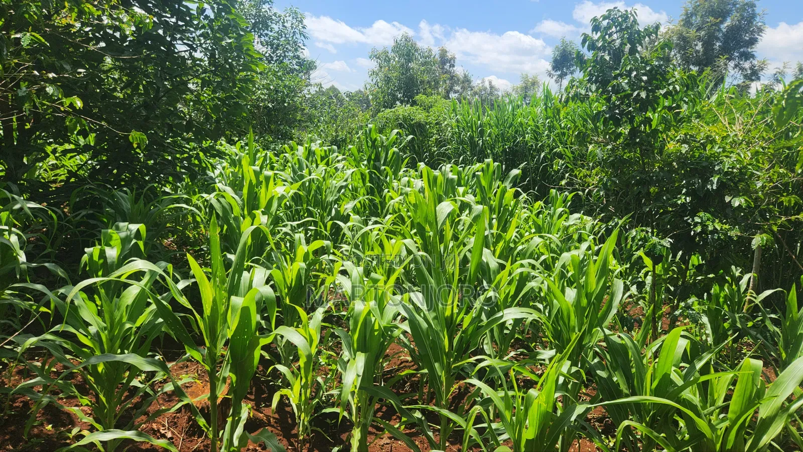 1acre Kigajo Gatundu South in Kiganjo