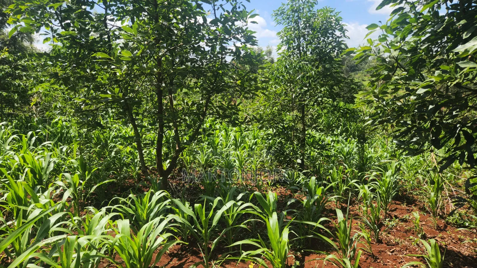 1acre Kigajo Gatundu South in Kiganjo