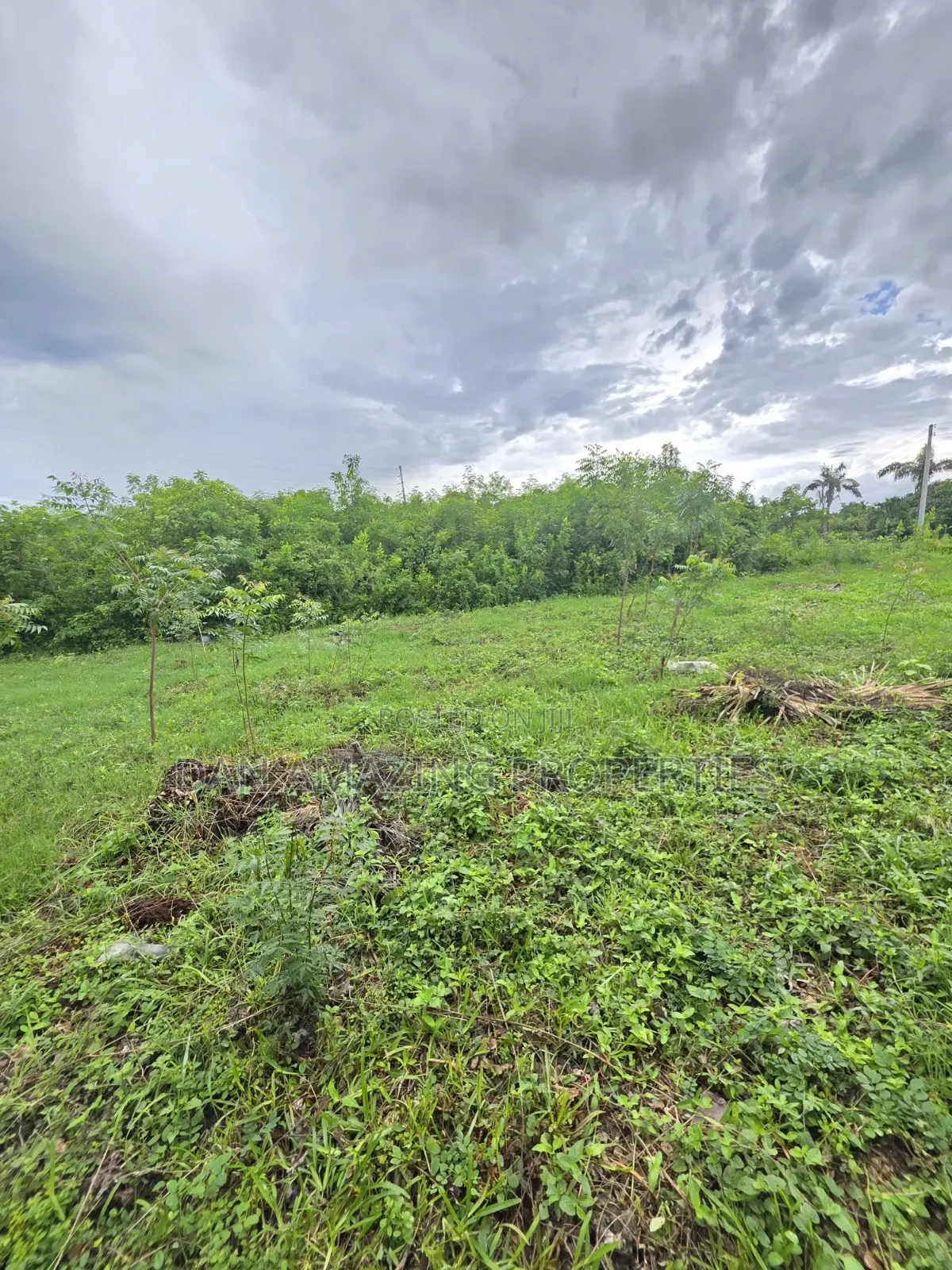 Half an Acre Diani Hibiscus Area for Sale in Diani