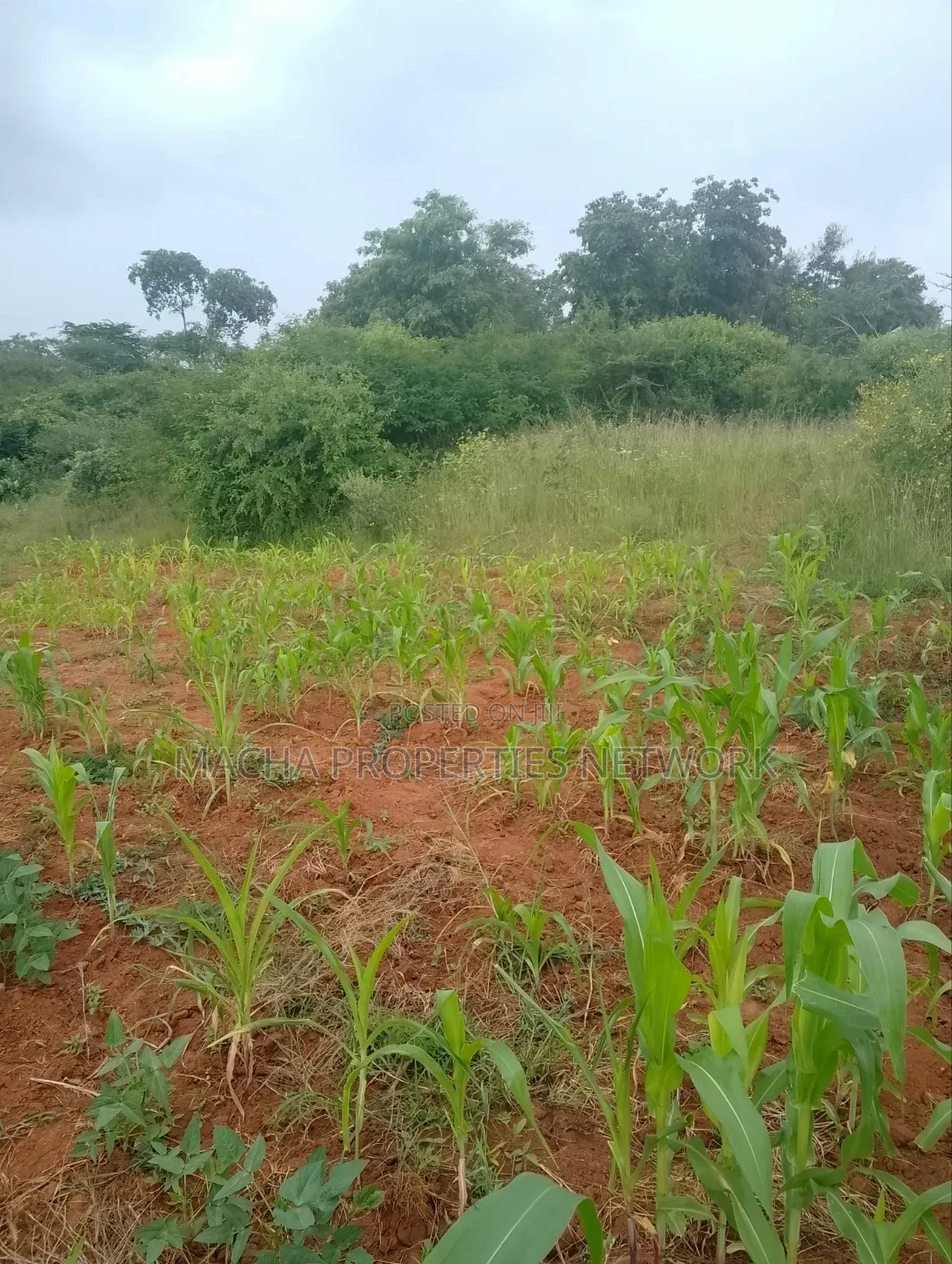 Half Acre Land- At Kyua Near Kwavonza Town in Kwavonza/Yatta