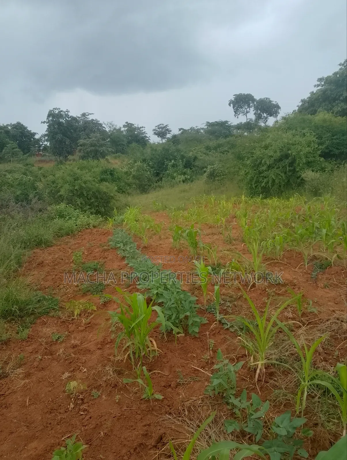 Half Acre Land- At Kyua Near Kwavonza Town in Kwavonza/Yatta