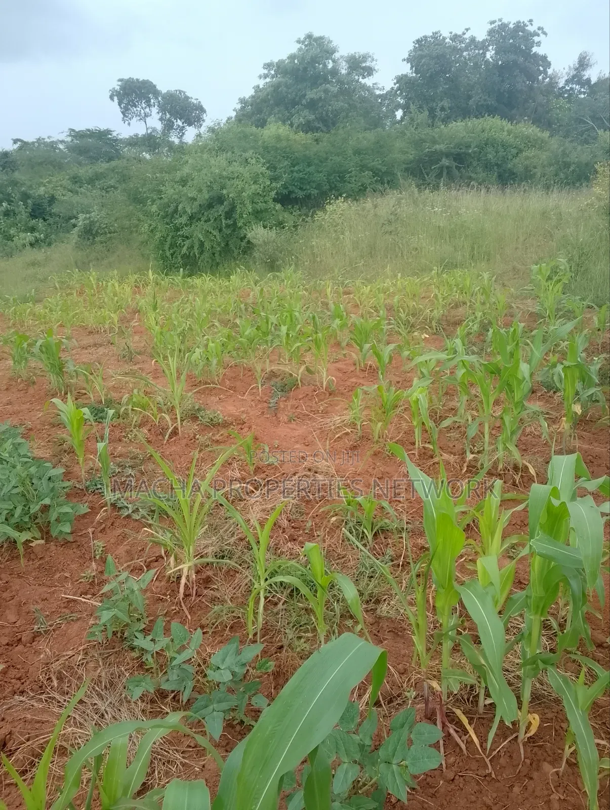 Half Acre Land- At Kyua Near Kwavonza Town in Kwavonza/Yatta
