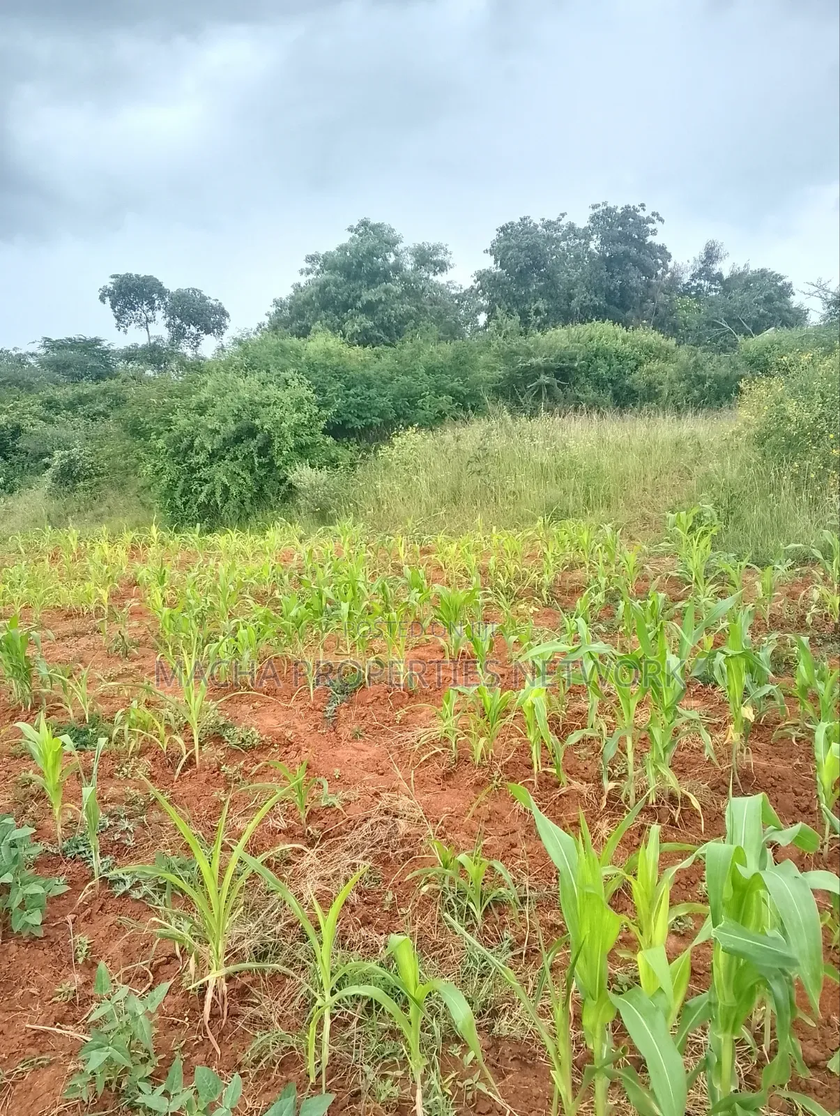 Half Acre Land- At Kyua Near Kwavonza Town in Kwavonza/Yatta