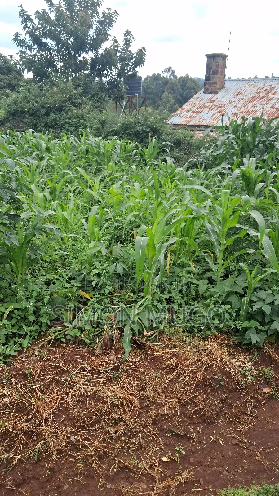 Ruaka Commercial Centre Near Decimal Hotel Prime 100x100 on 2nd Row in Ruaka