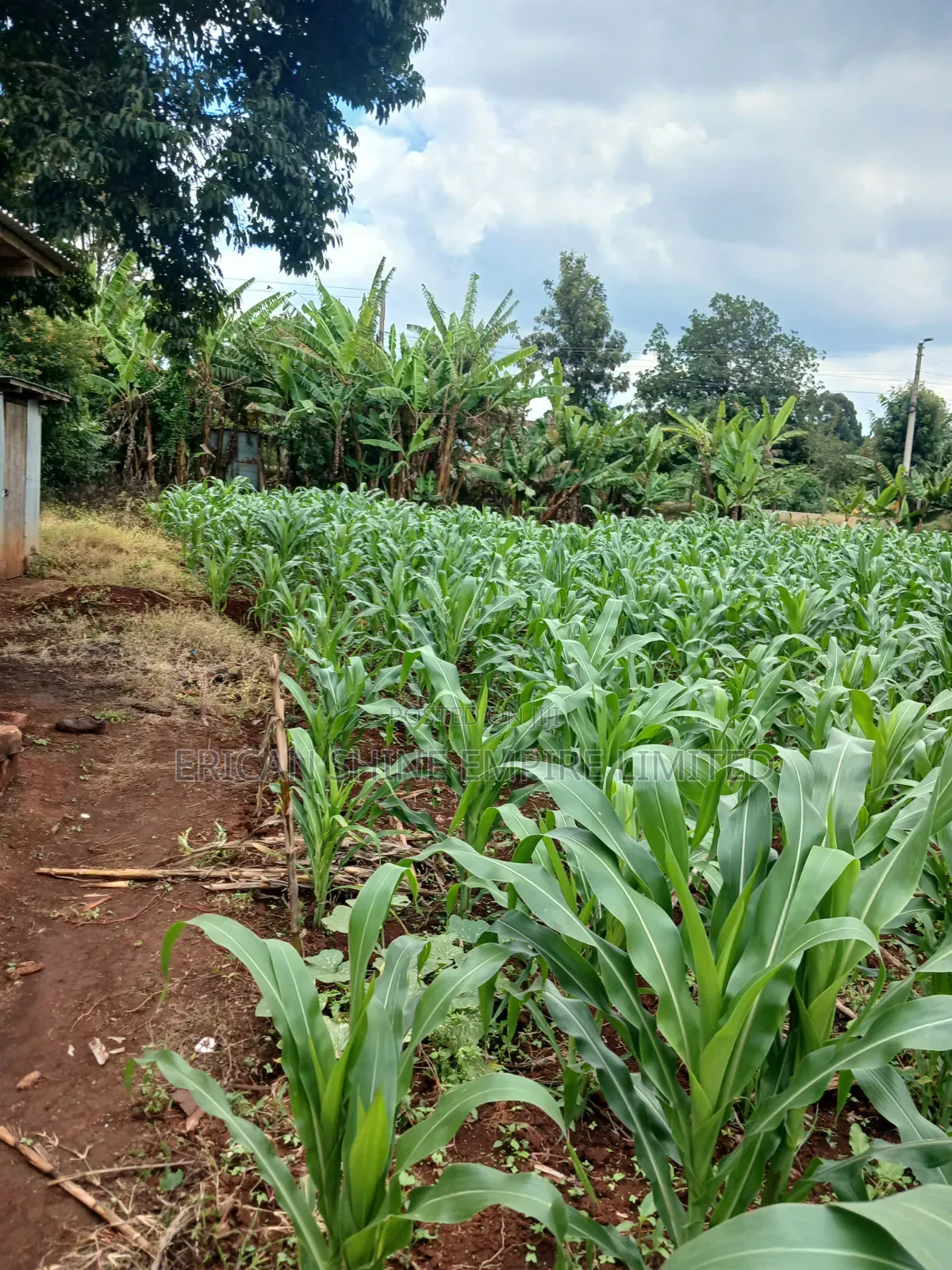 Prime 1 Acre Land for Sale in Gikambura in Thogoto