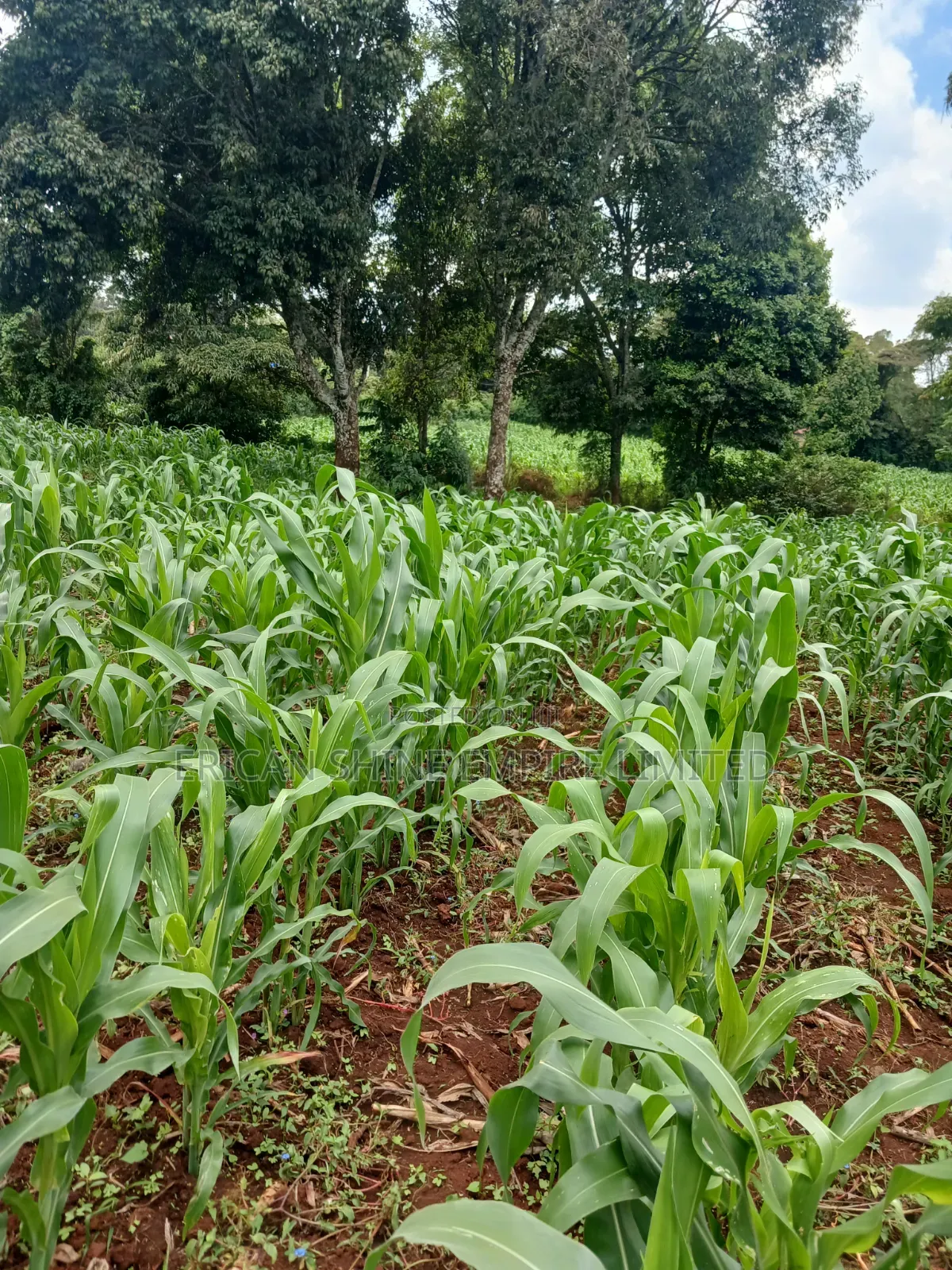 Prime 1 Acre Land for Sale in Gikambura in Thogoto