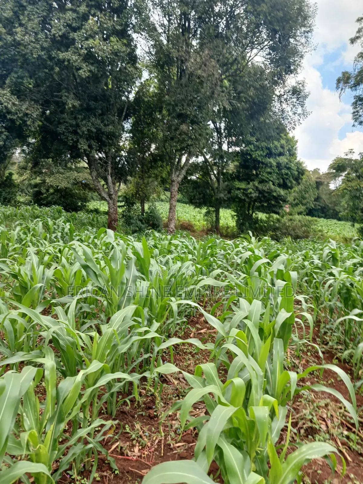 Prime 1 Acre Land for Sale in Gikambura in Thogoto