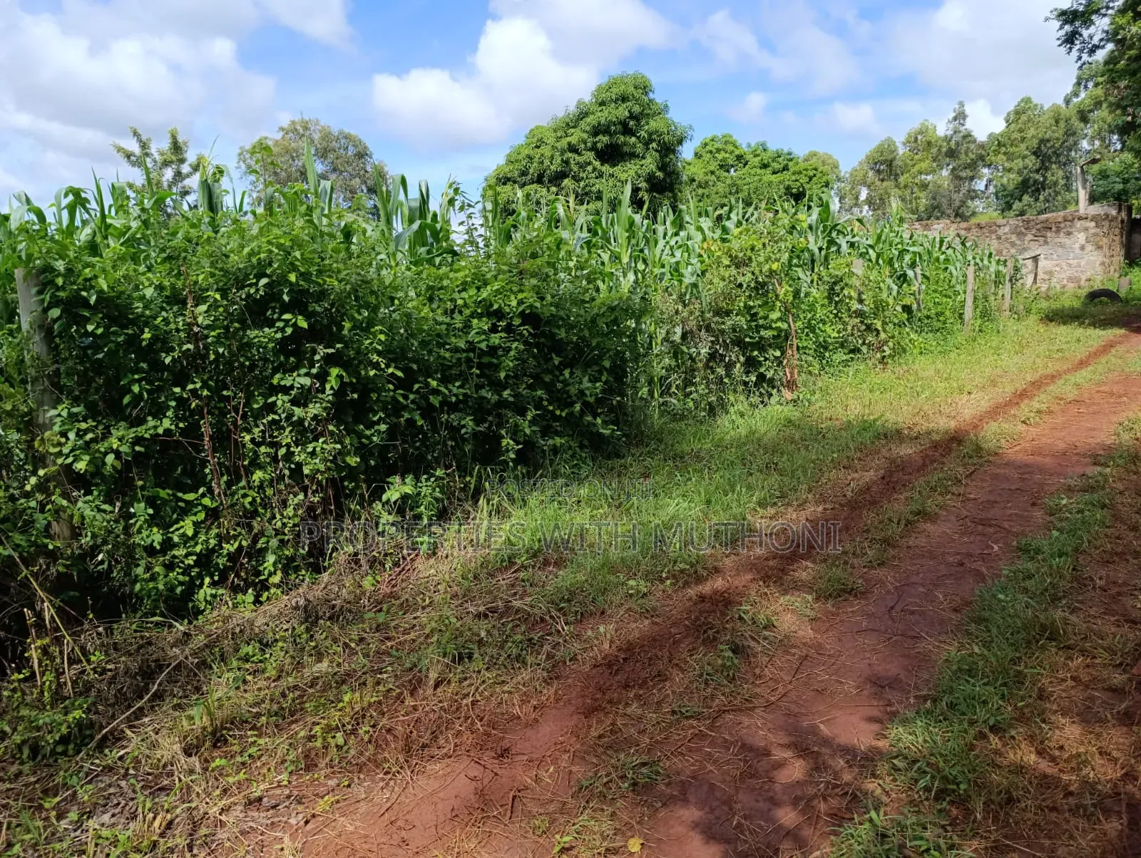 50×100 Plot for Sale in Sagana. in Kiine