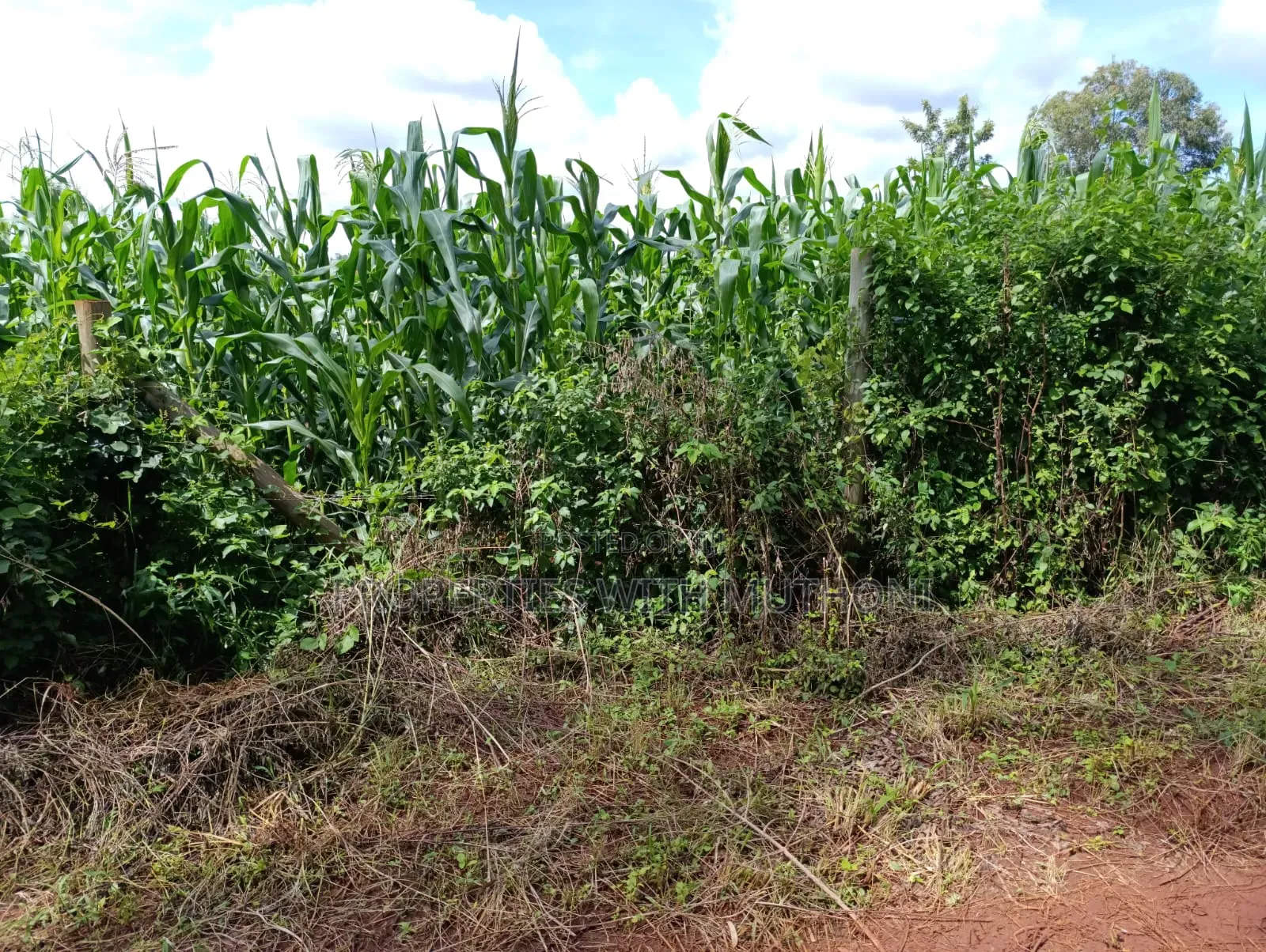 50×100 Plot for Sale in Sagana. in Kiine