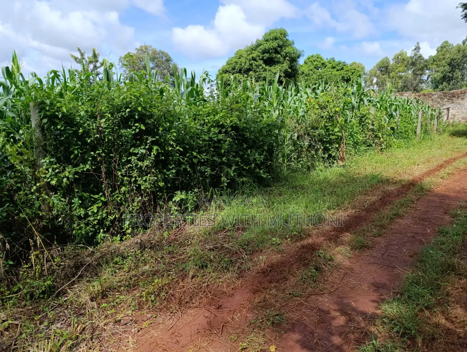 50×100 Plot for Sale in Sagana. in Kiine