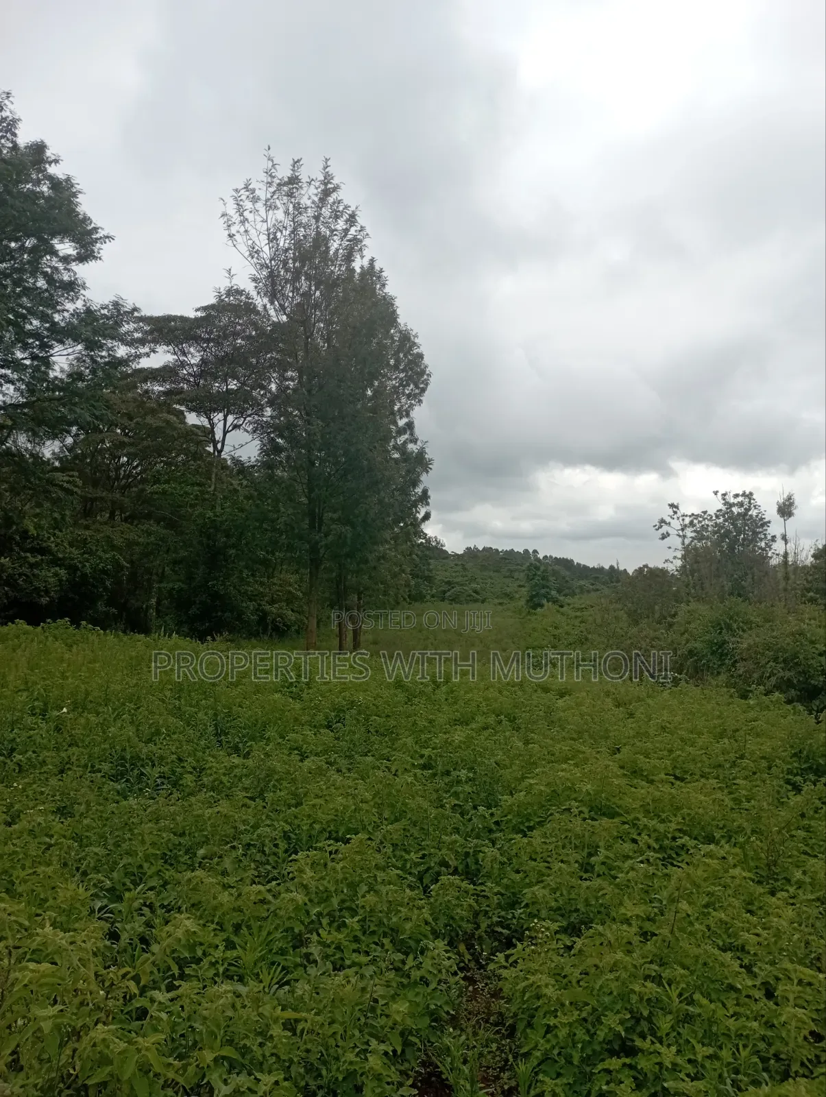 1 Acre Land for Sale in Matasia, Ngong. in Matasia