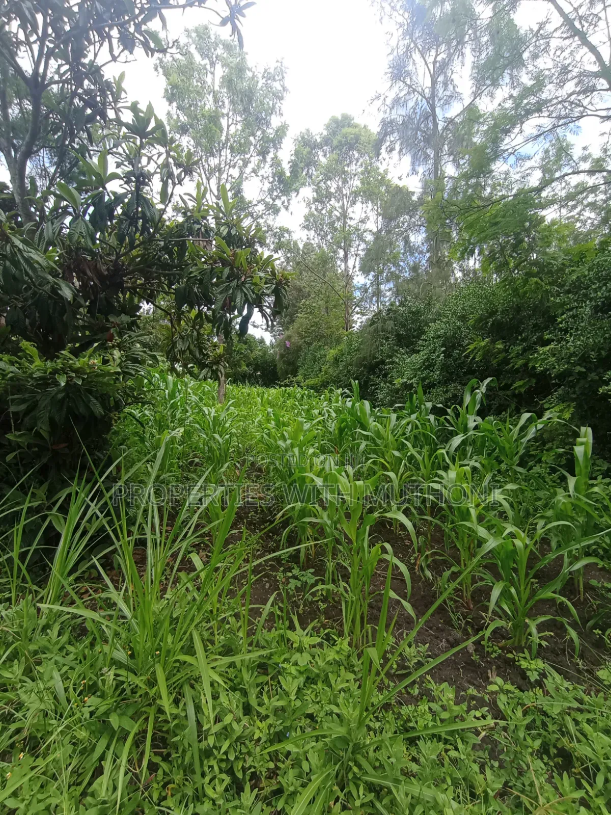 1 Acre Land for Sale in Matasia, Ngong. in Matasia