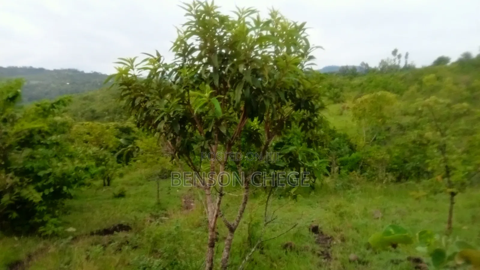 4 Acres of Land for Sale in Maragua Ridge in Kambiti