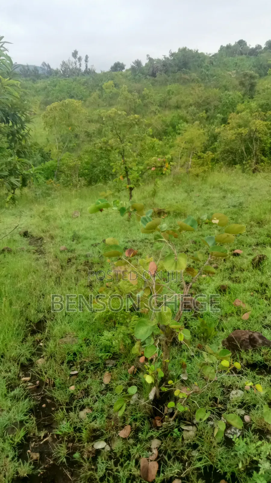 4 Acres of Land for Sale in Maragua Ridge in Kambiti