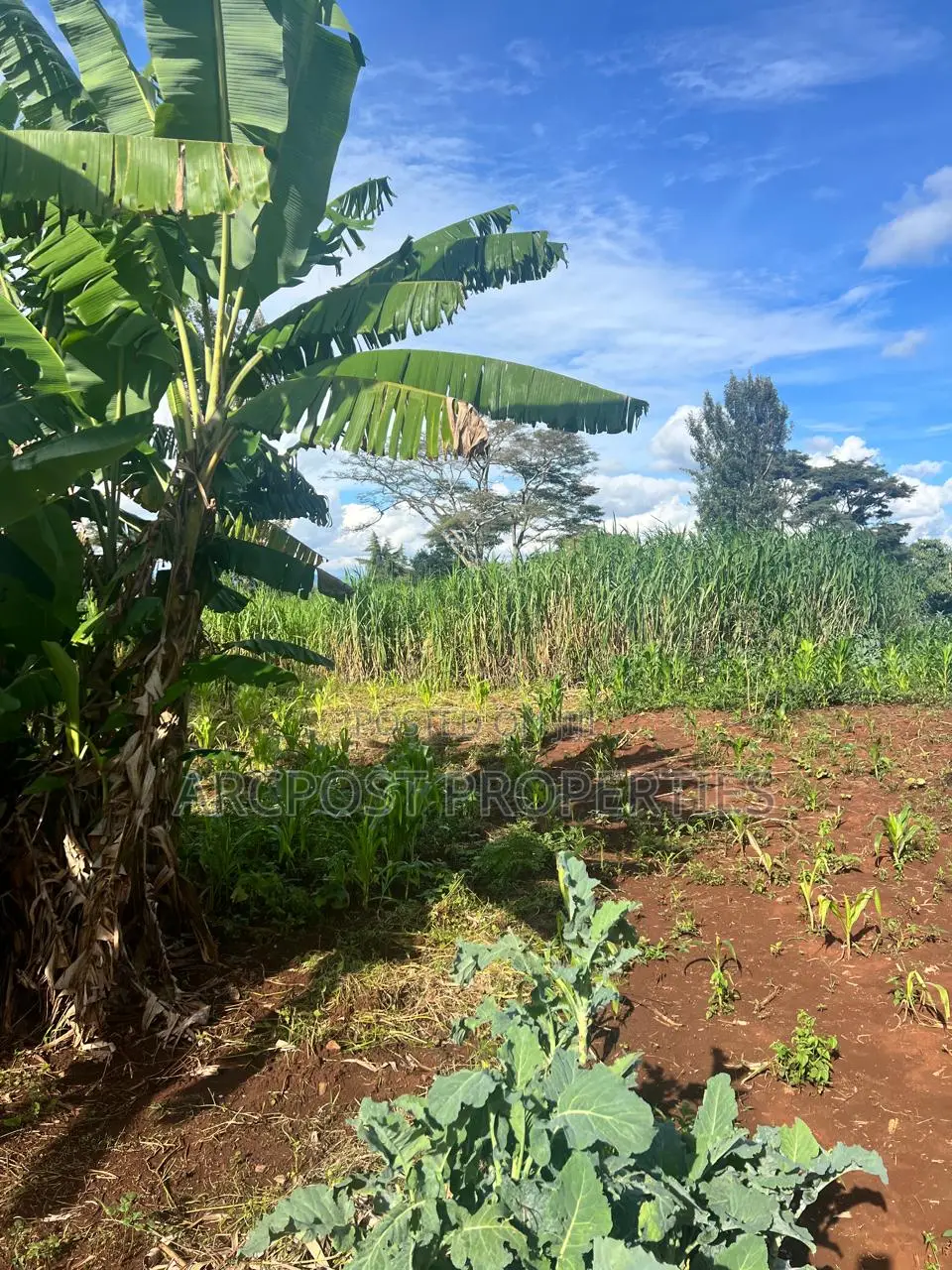 Prime 50x100 Plots for Sale in Kingongo Nyeri Near Highway in Rware