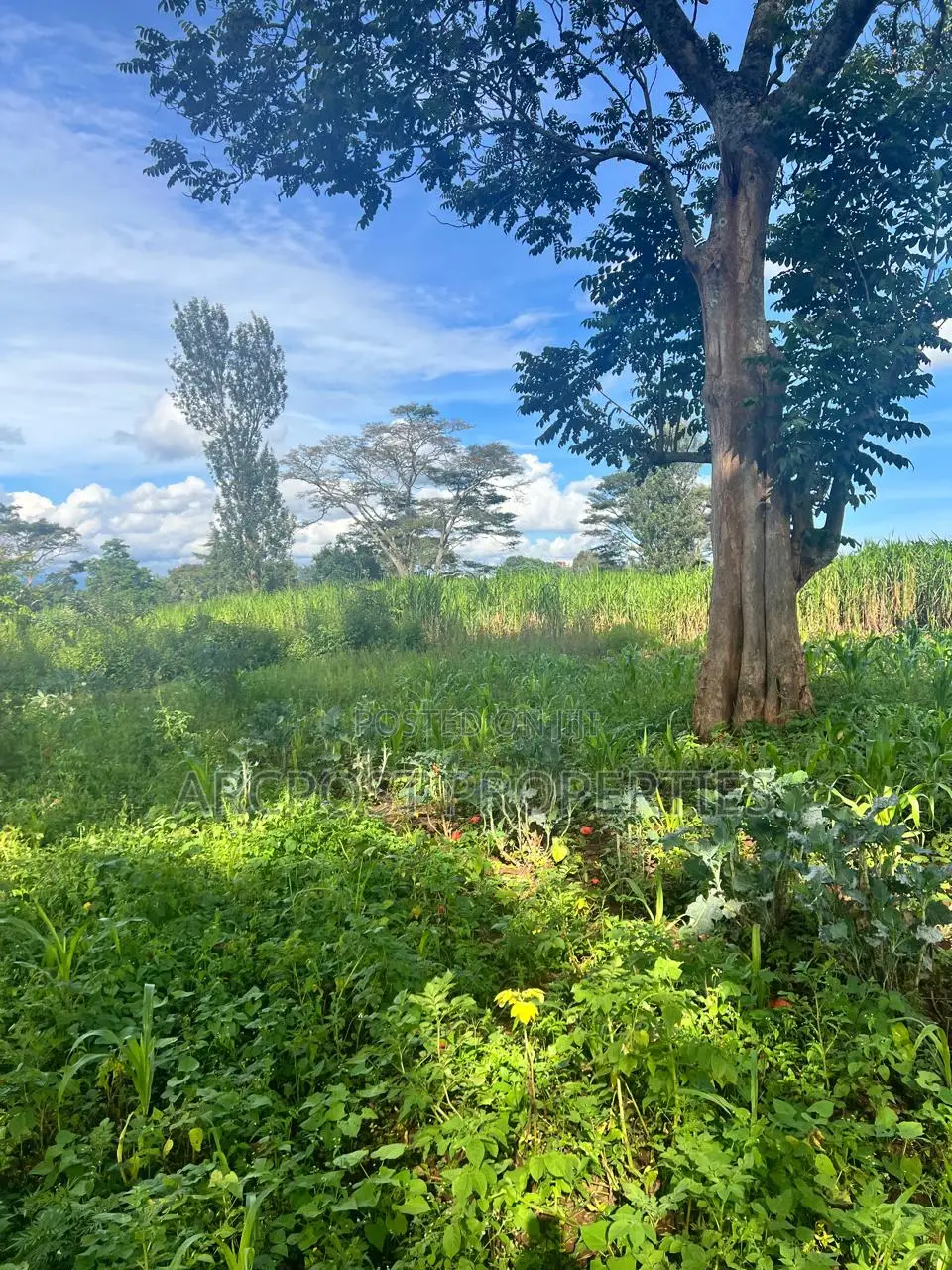 Prime 50x100 Plots for Sale in Kingongo Nyeri Near Highway in Rware