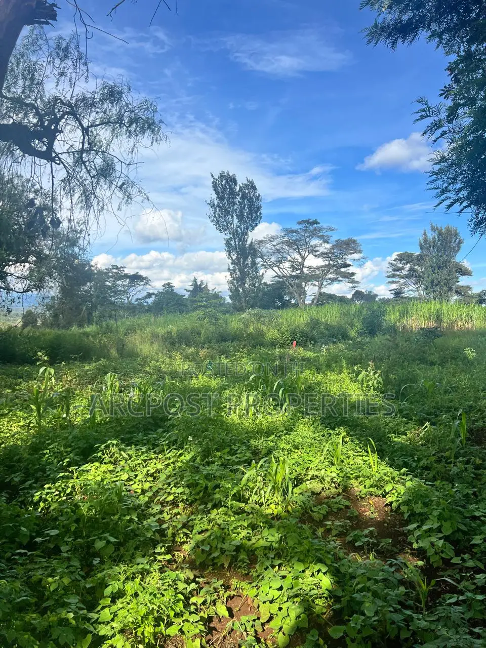 Prime 50x100 Plots for Sale in Kingongo Nyeri Near Highway in Rware
