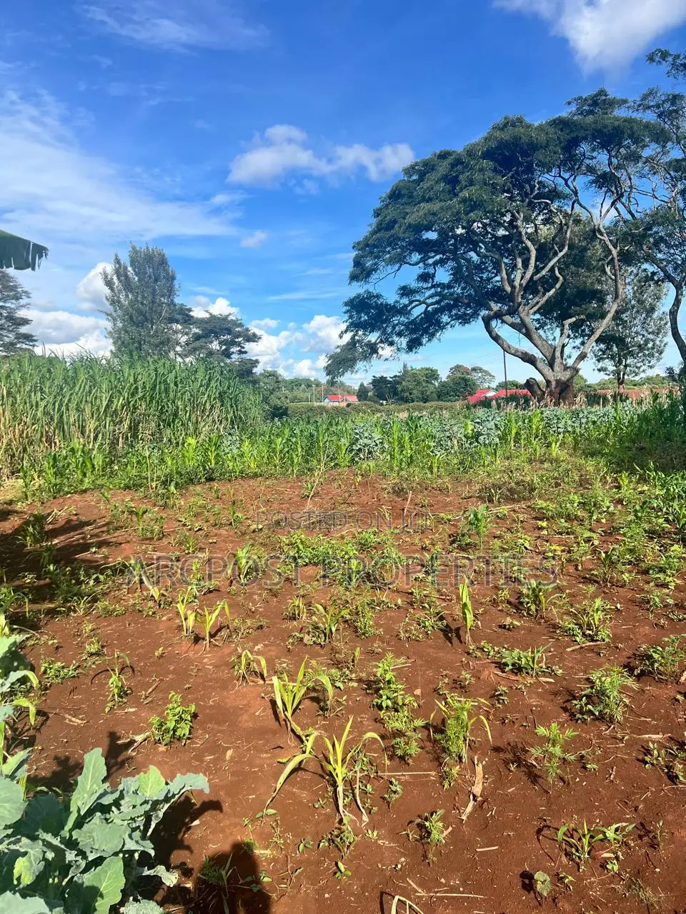 Prime 50x100 Plots for Sale in Kingongo Nyeri Near Highway in Rware