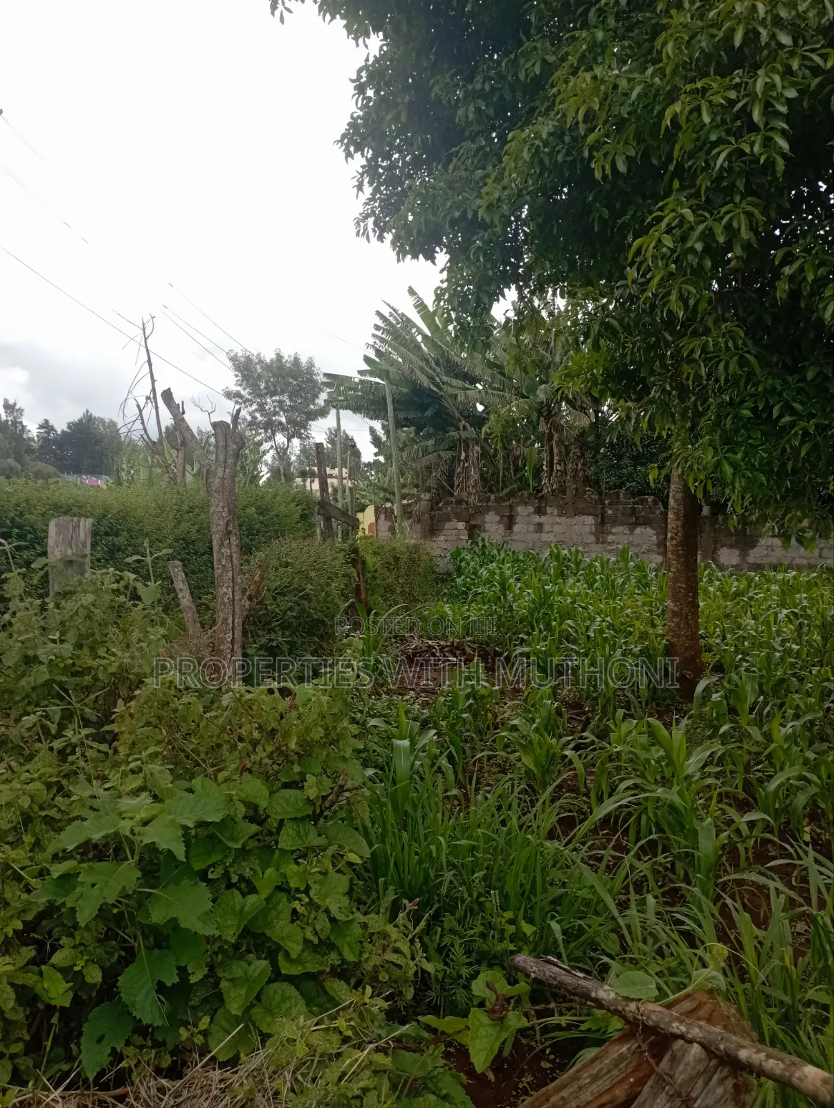 100×100 Plot for Sale in Kibiko, Ngong. in Kibiku