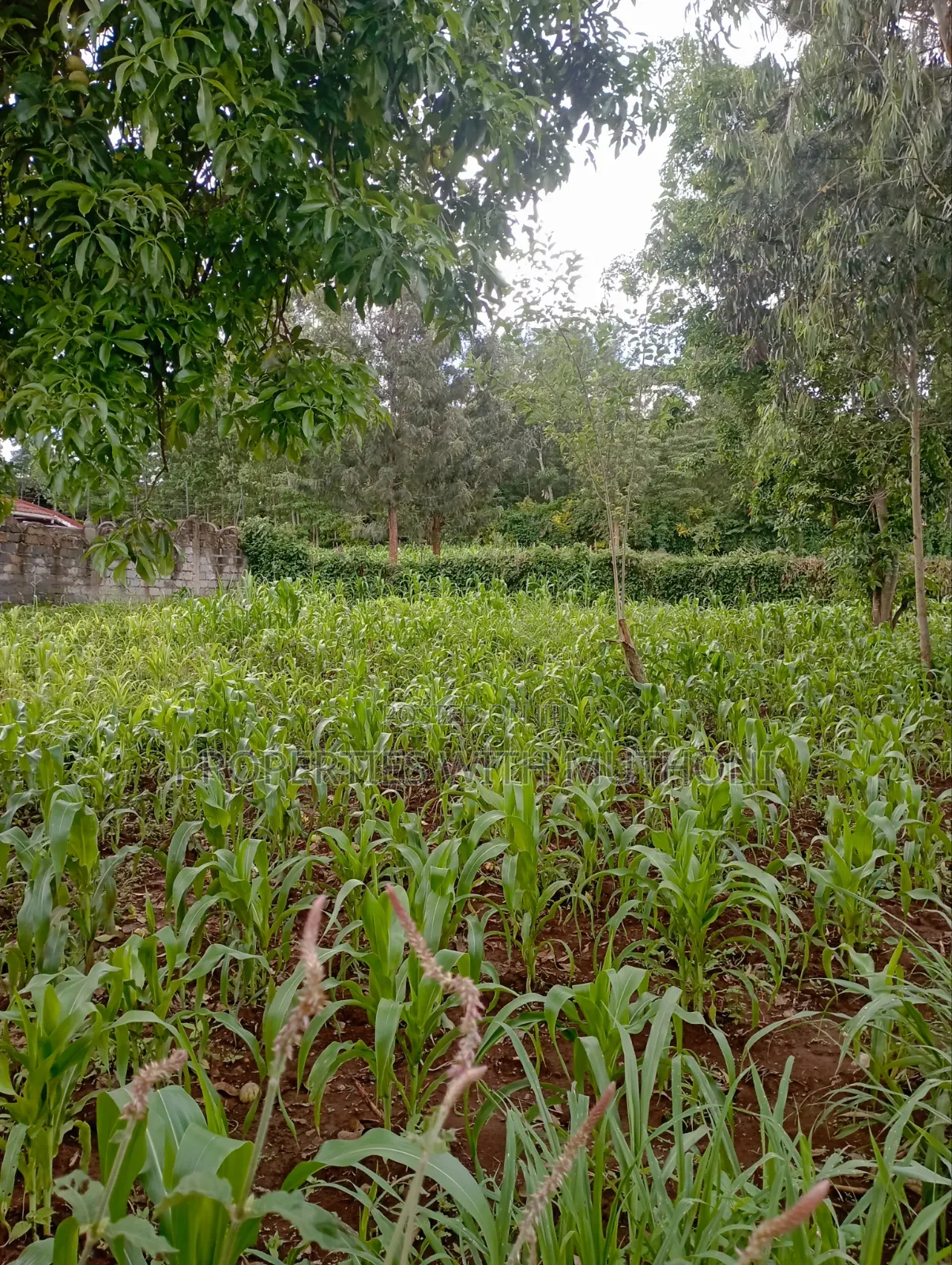 100×100 Plot for Sale in Kibiko, Ngong. in Kibiku