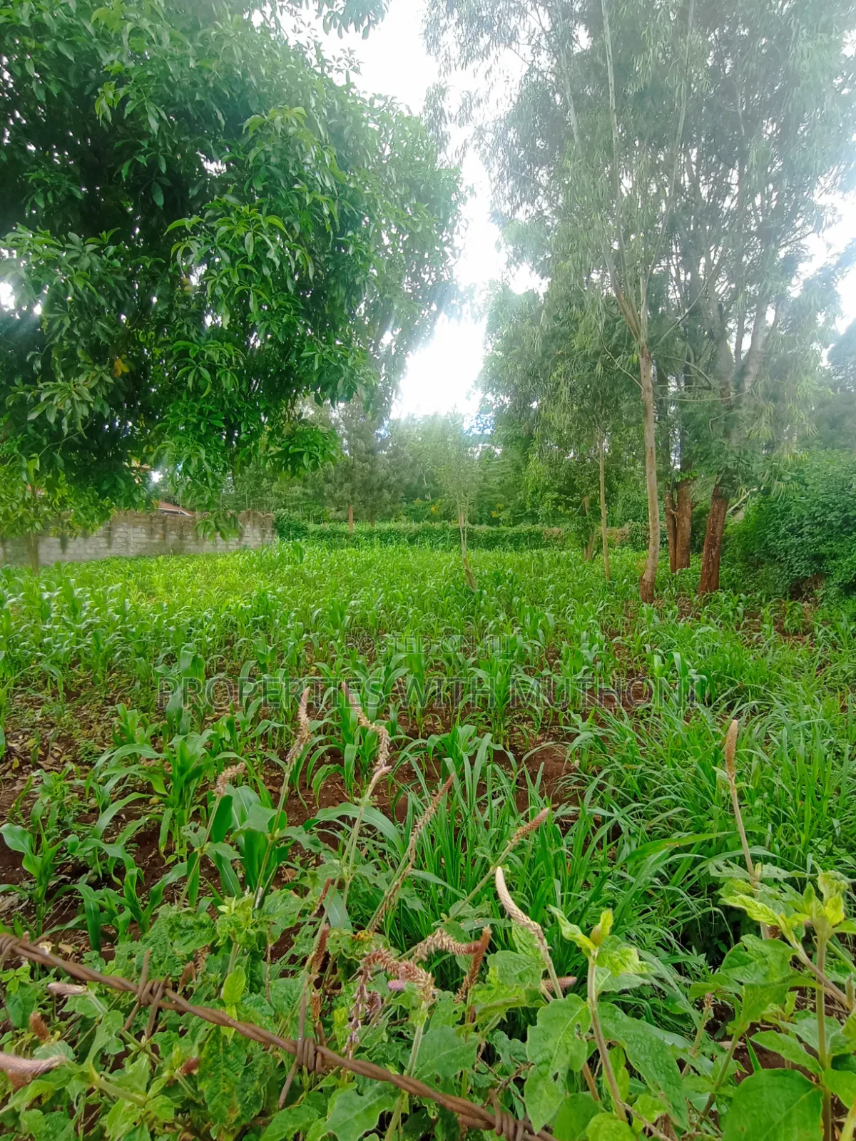 100×100 Plot for Sale in Kibiko, Ngong. in Kibiku
