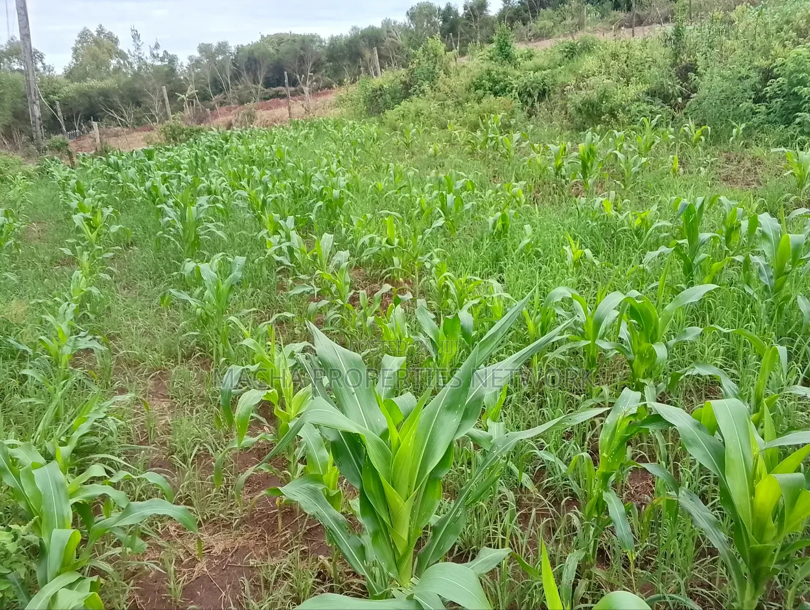 1/4 Quarter Plot Mua Hills Fronting Tarmac Road in Mua Hills