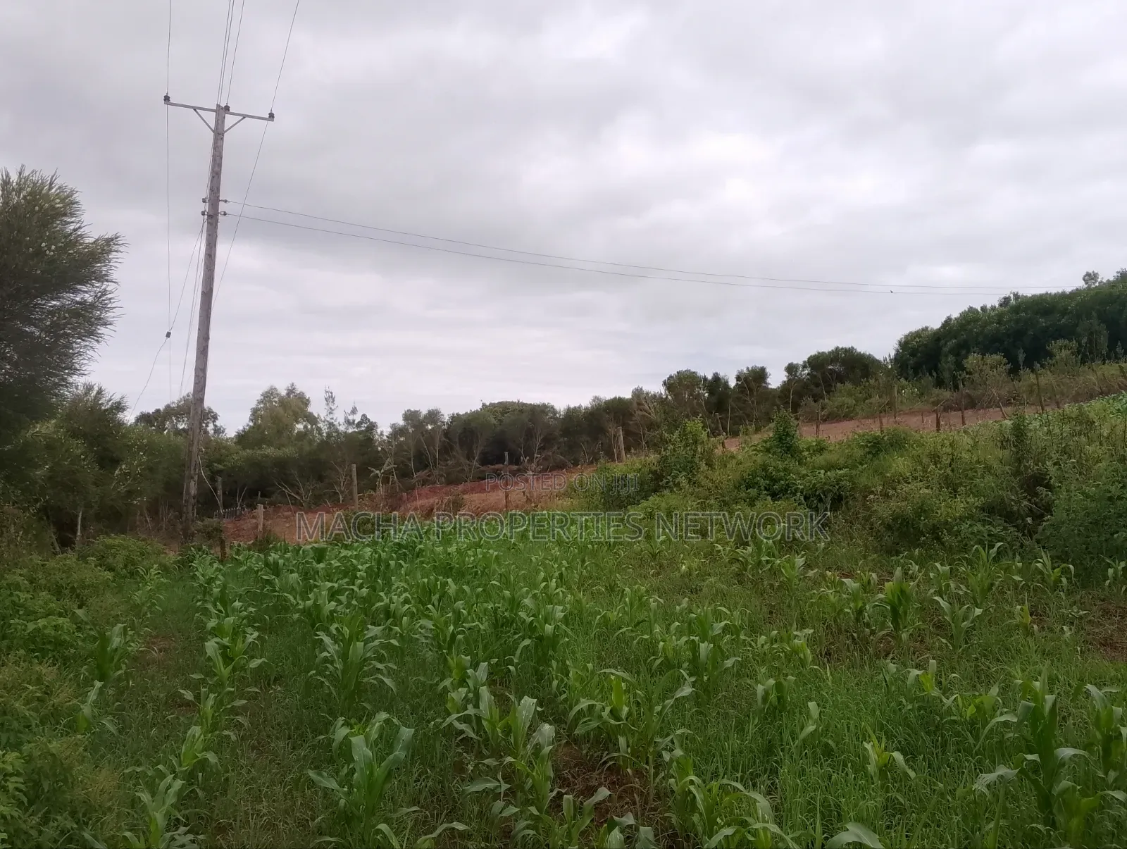 1/4 Quarter Plot Mua Hills Fronting Tarmac Road in Mua Hills