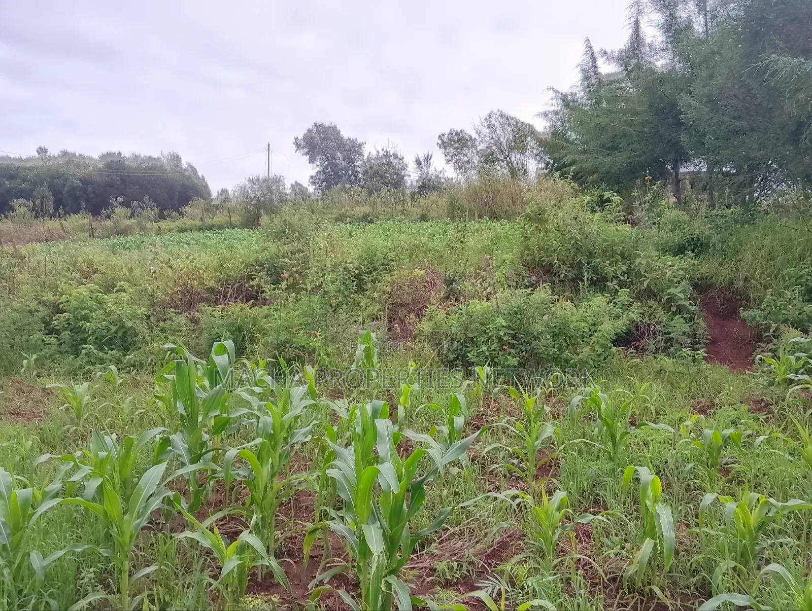1/4 Quarter Plot Mua Hills Fronting Tarmac Road in Mua Hills