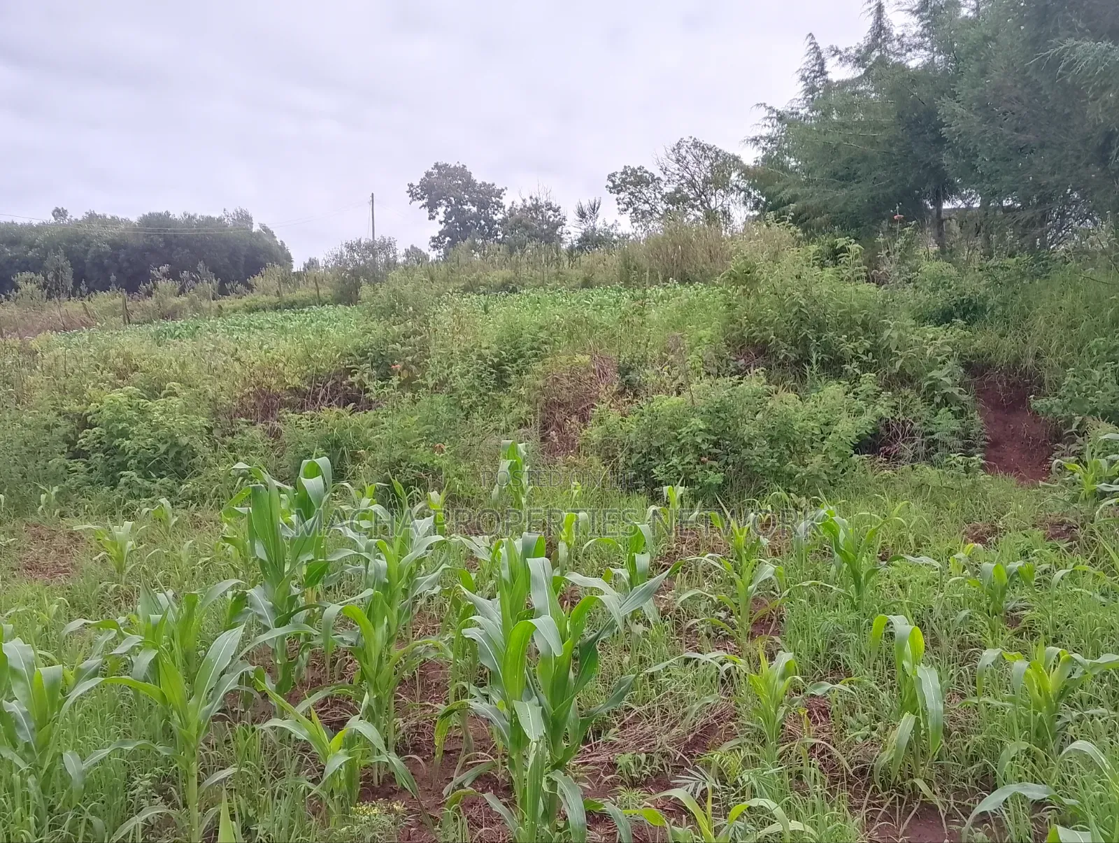 1/4 Quarter Plot Mua Hills Fronting Tarmac Road in Mua Hills