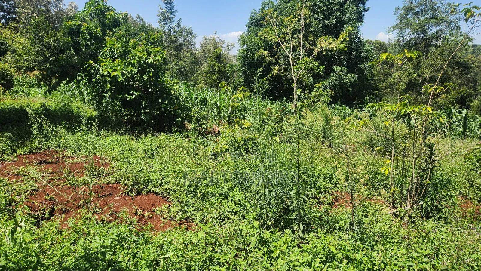 5acres Makutano [ Sagana] in Makutano
