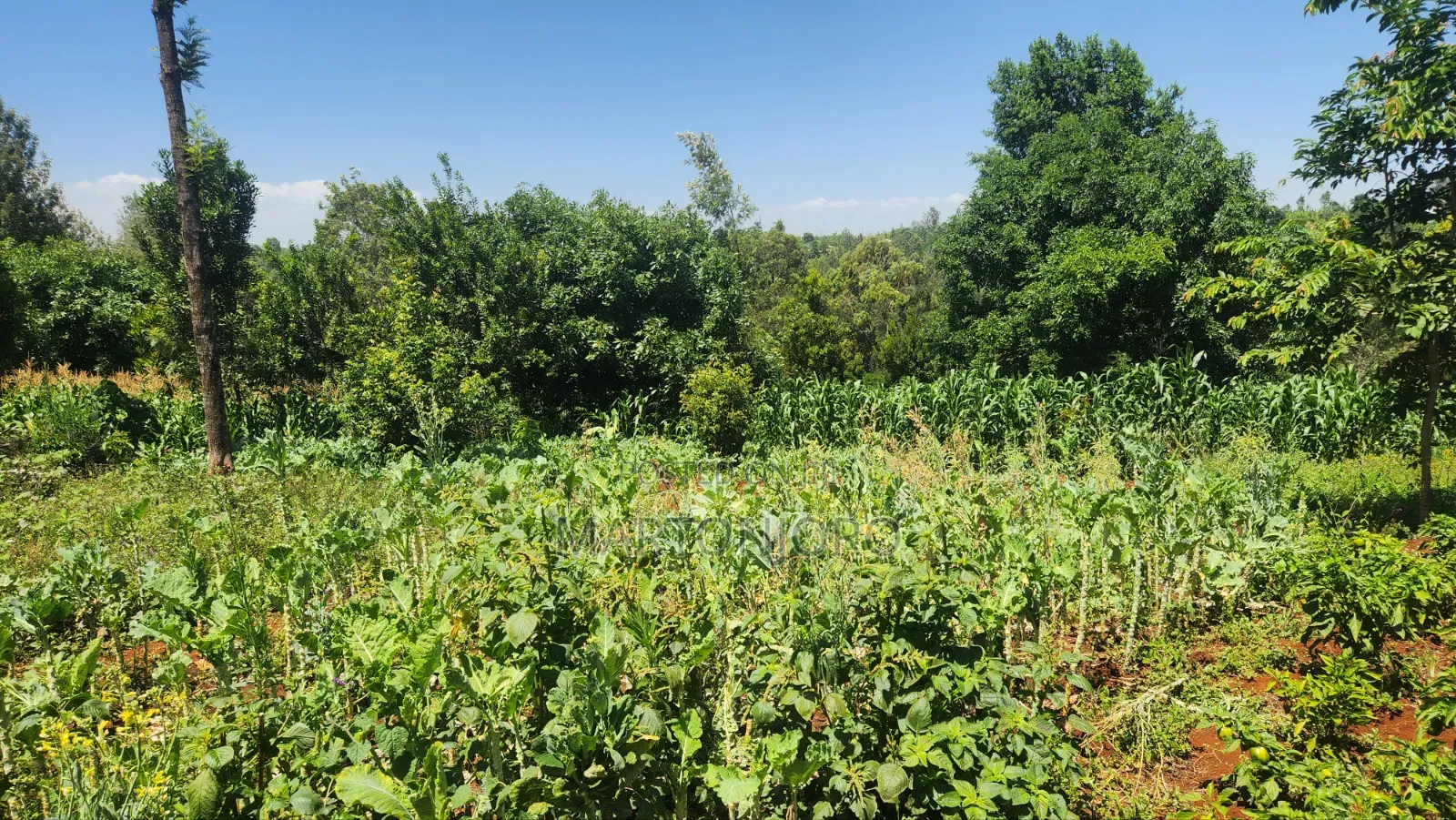 5acres Makutano [ Sagana] in Makutano