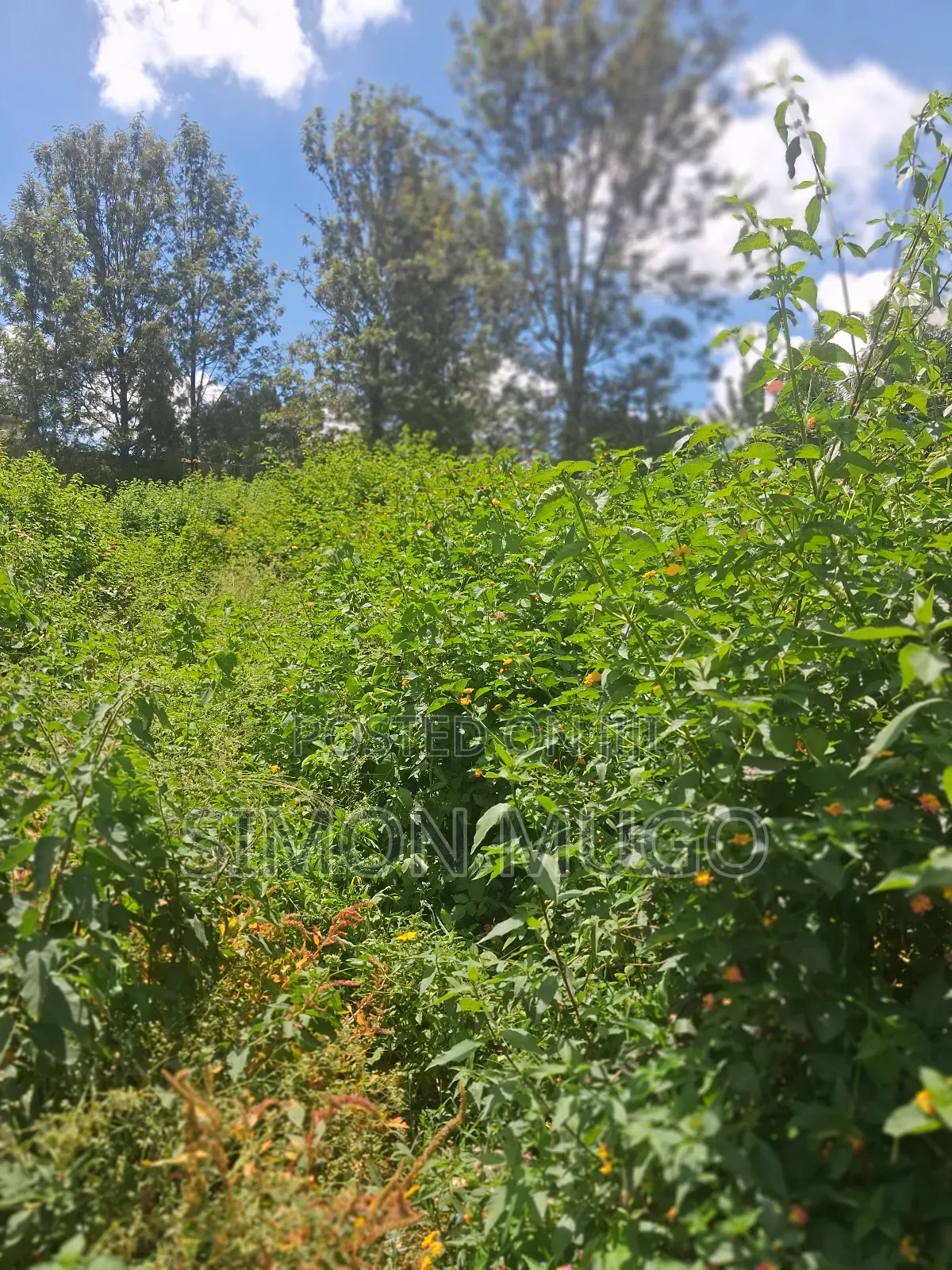 Ridgeways Prime Well Drained Red Soil 1/2 Acre in Ridgeways