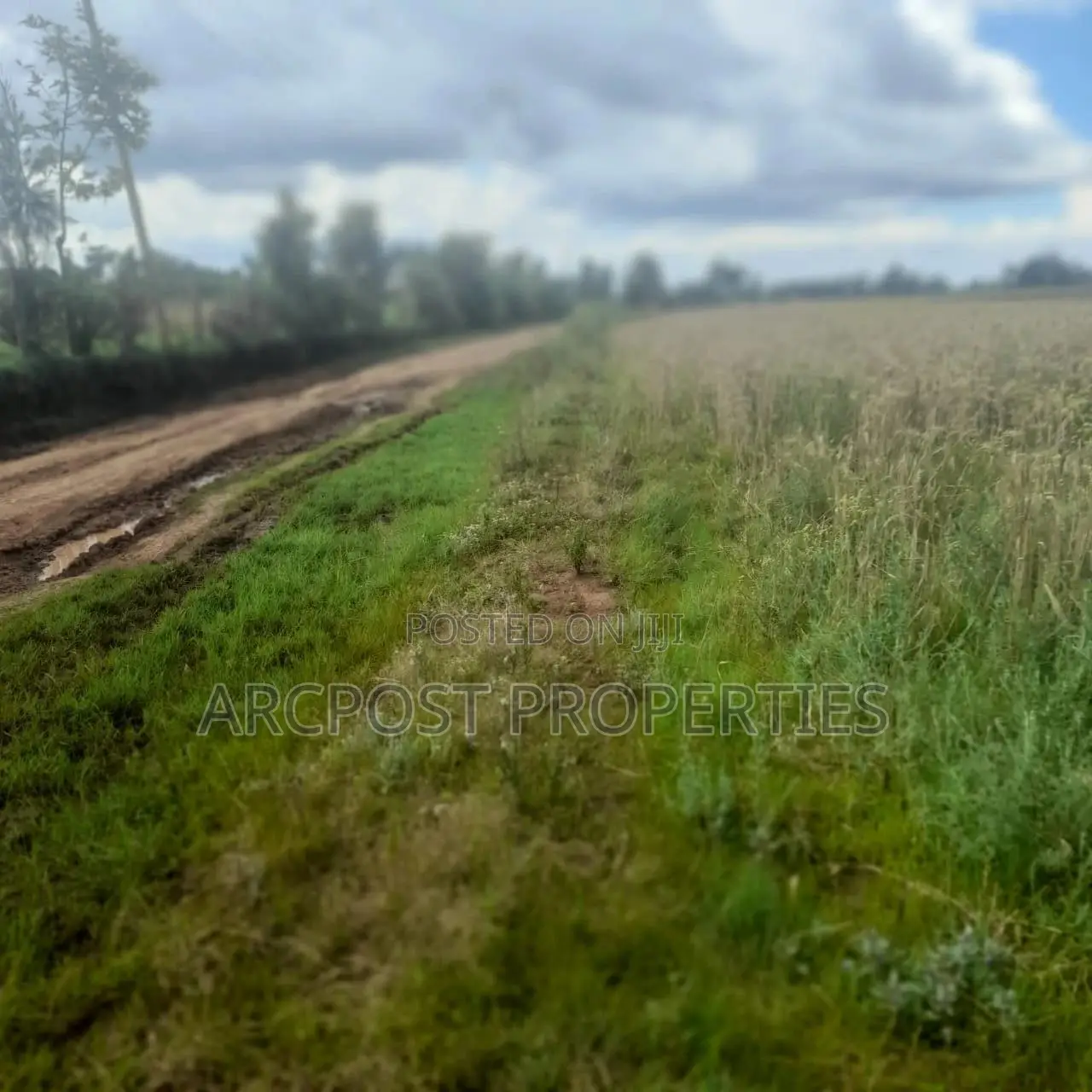 12 Acres for Sale in Ex-Lewa With View of Mount Kenya in Timau