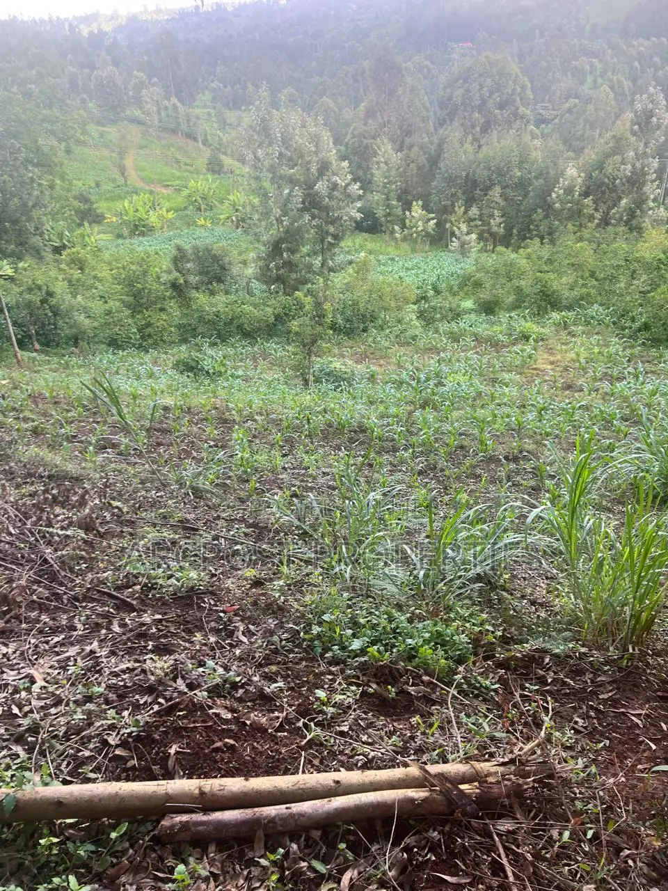 2 Acre Fertile Agricultural Land for Sale in Ndunyu Mahiga Nyeri in Mahiga