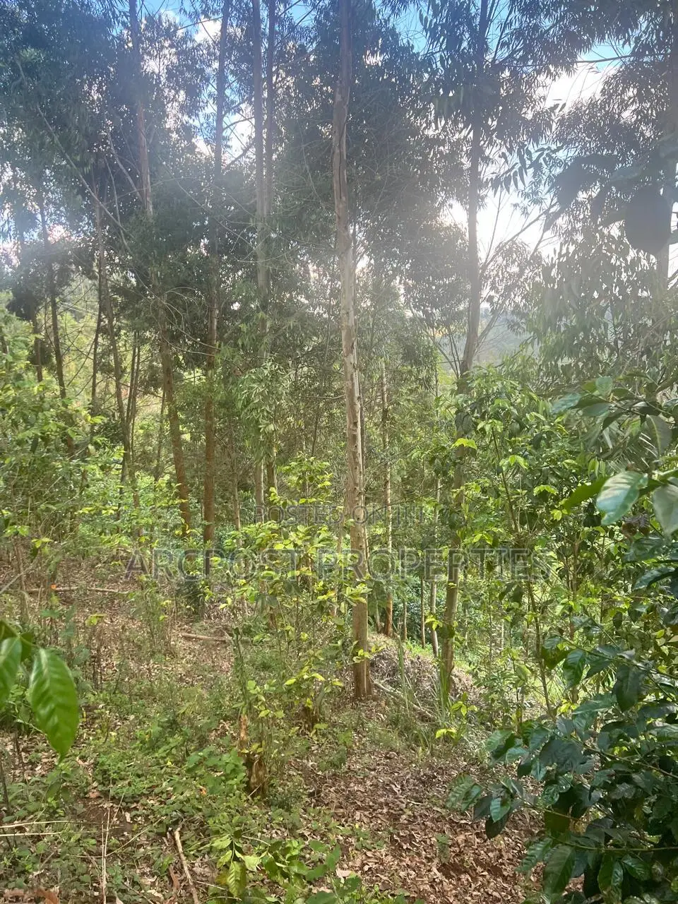 2 Acre Fertile Agricultural Land for Sale in Ndunyu Mahiga Nyeri in Mahiga
