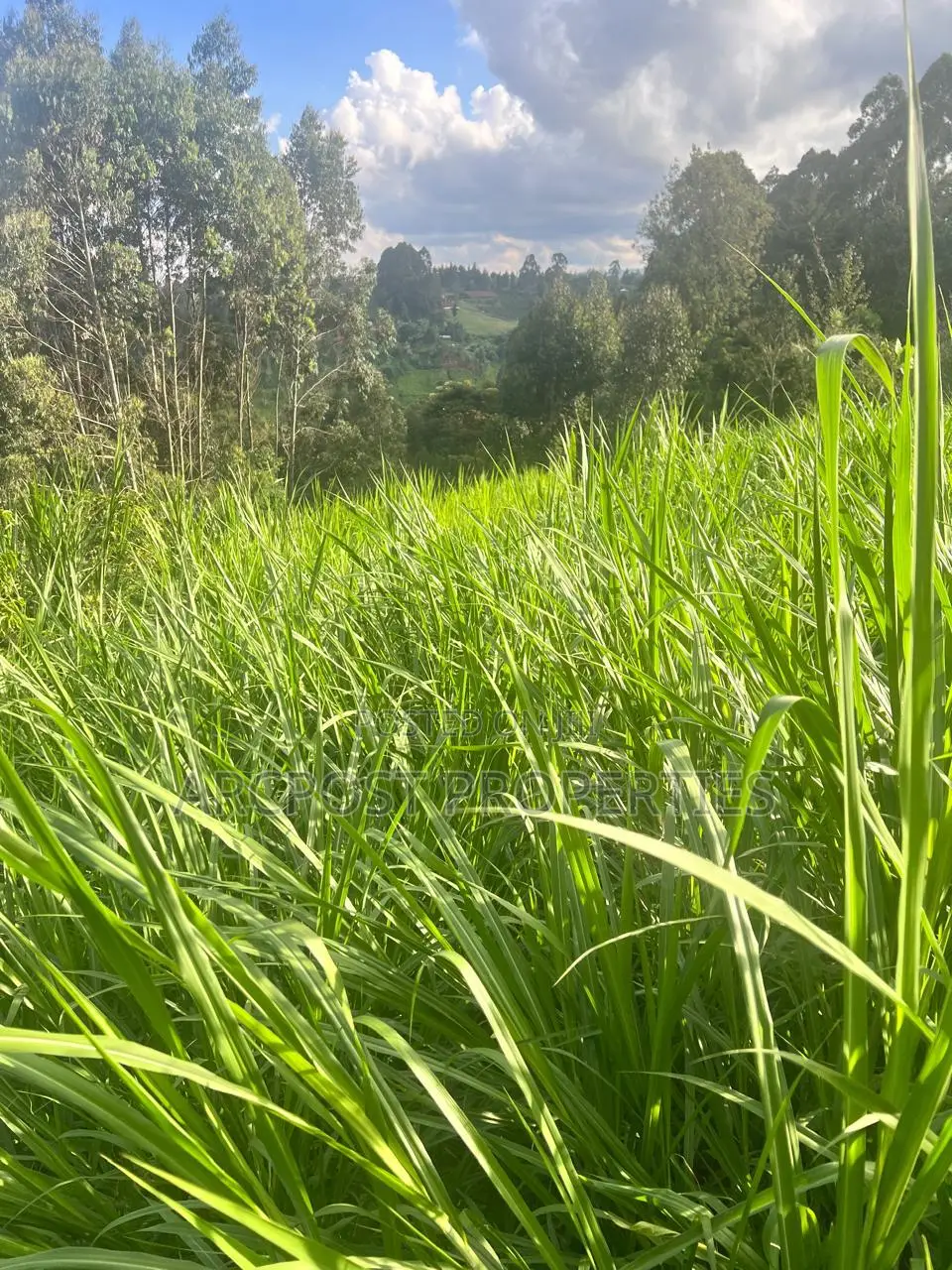2 Acre Fertile Agricultural Land for Sale in Ndunyu Mahiga Nyeri in Mahiga