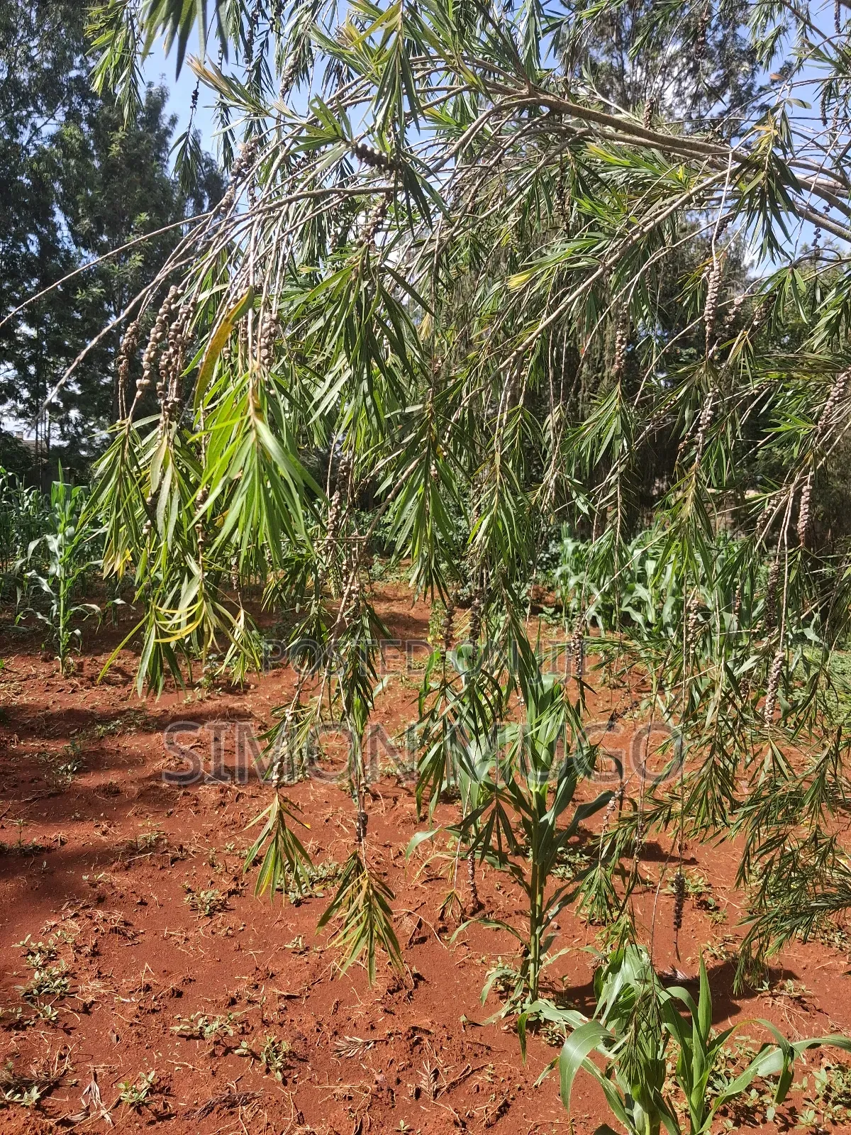 Golden Palm Estate Kiambu Secure Fully Serviced 1/4ac in Gated Court in Ridgeways