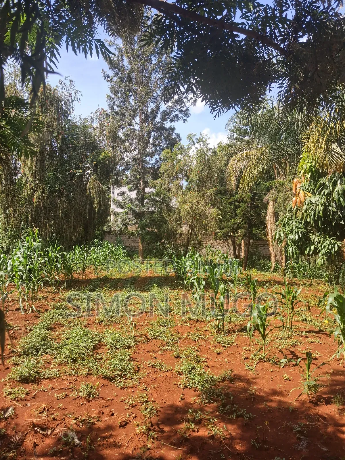Golden Palm Estate Kiambu Secure Fully Serviced 1/4ac in Gated Court in Ridgeways