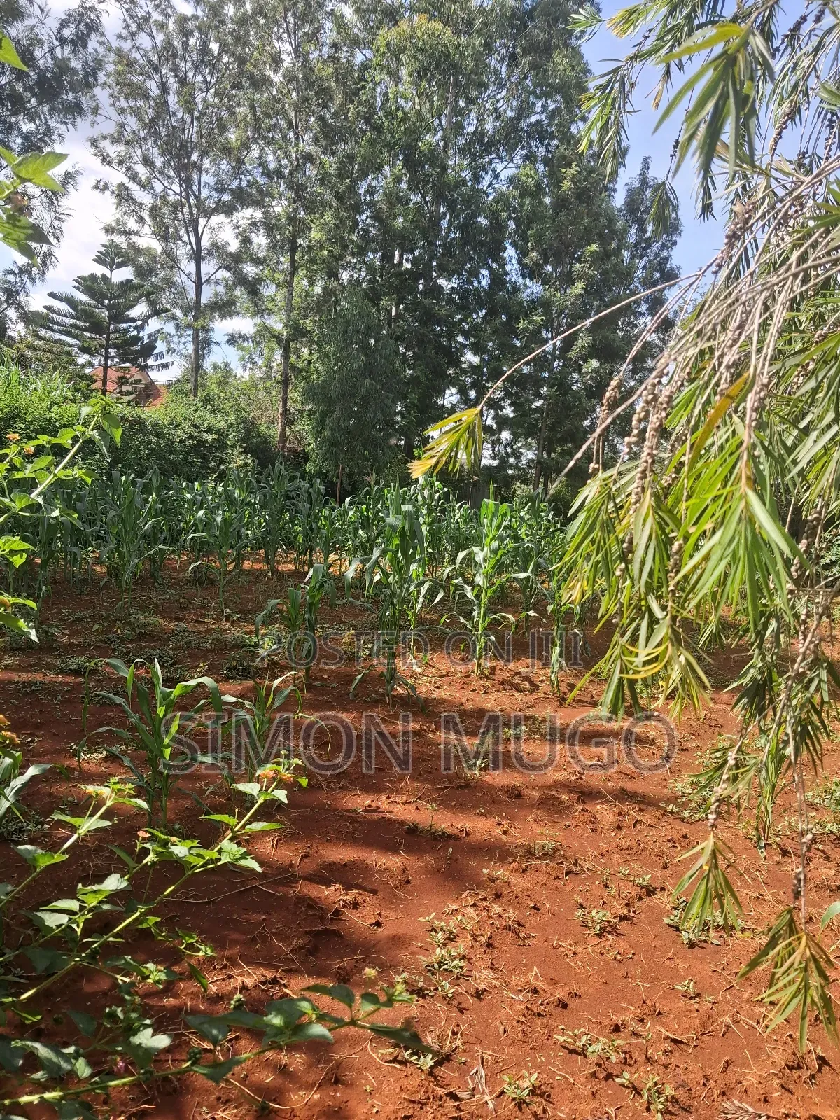 Golden Palm Estate Kiambu Secure Fully Serviced 1/4ac in Gated Court in Ridgeways